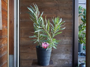 【現物】プロテア ”エクリプス” A