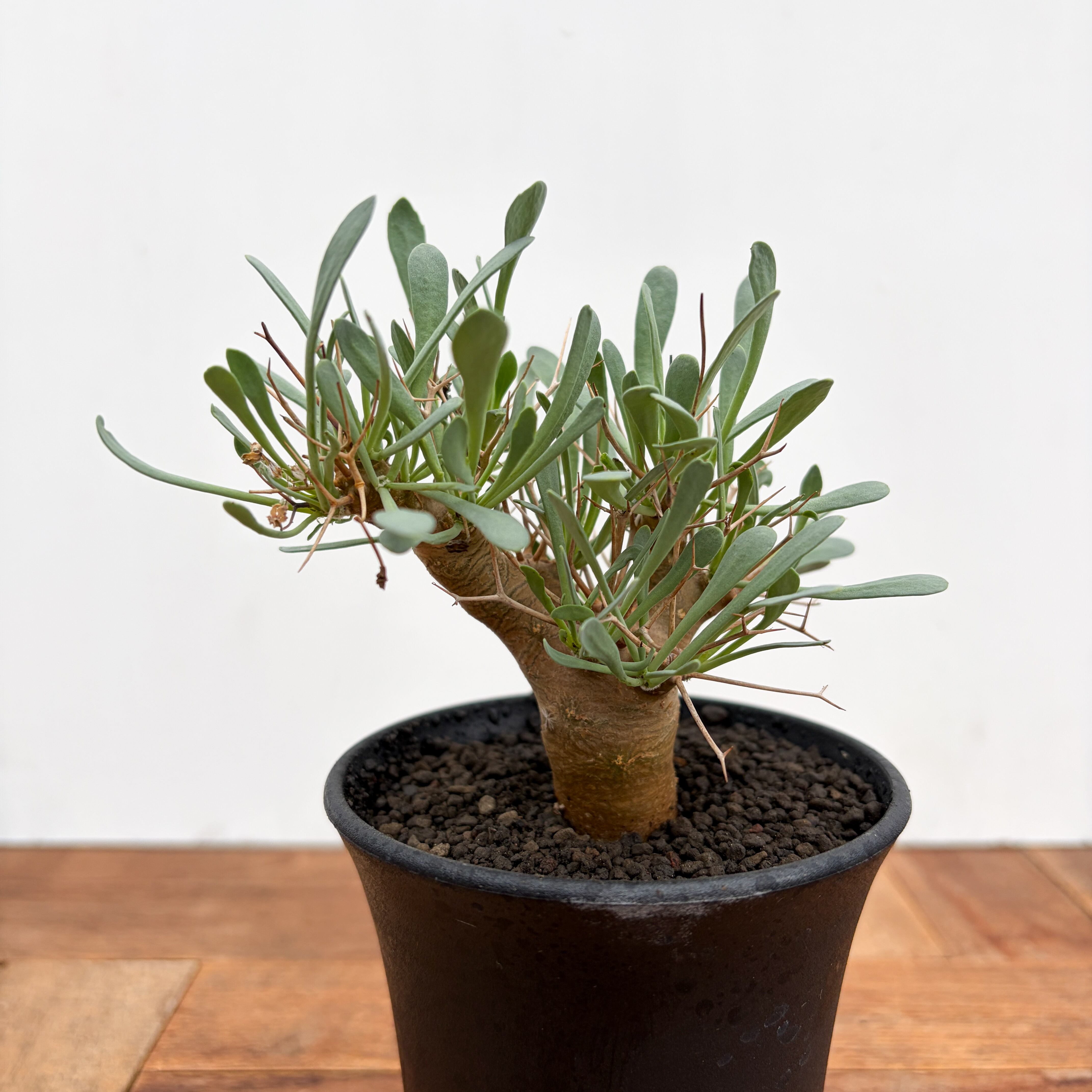 Fouquieria columnaris【フォークイエリア・コルムナリス・観峰玉