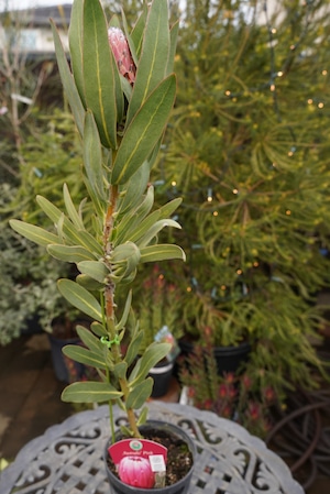 プロテア オーストラリスピンク②