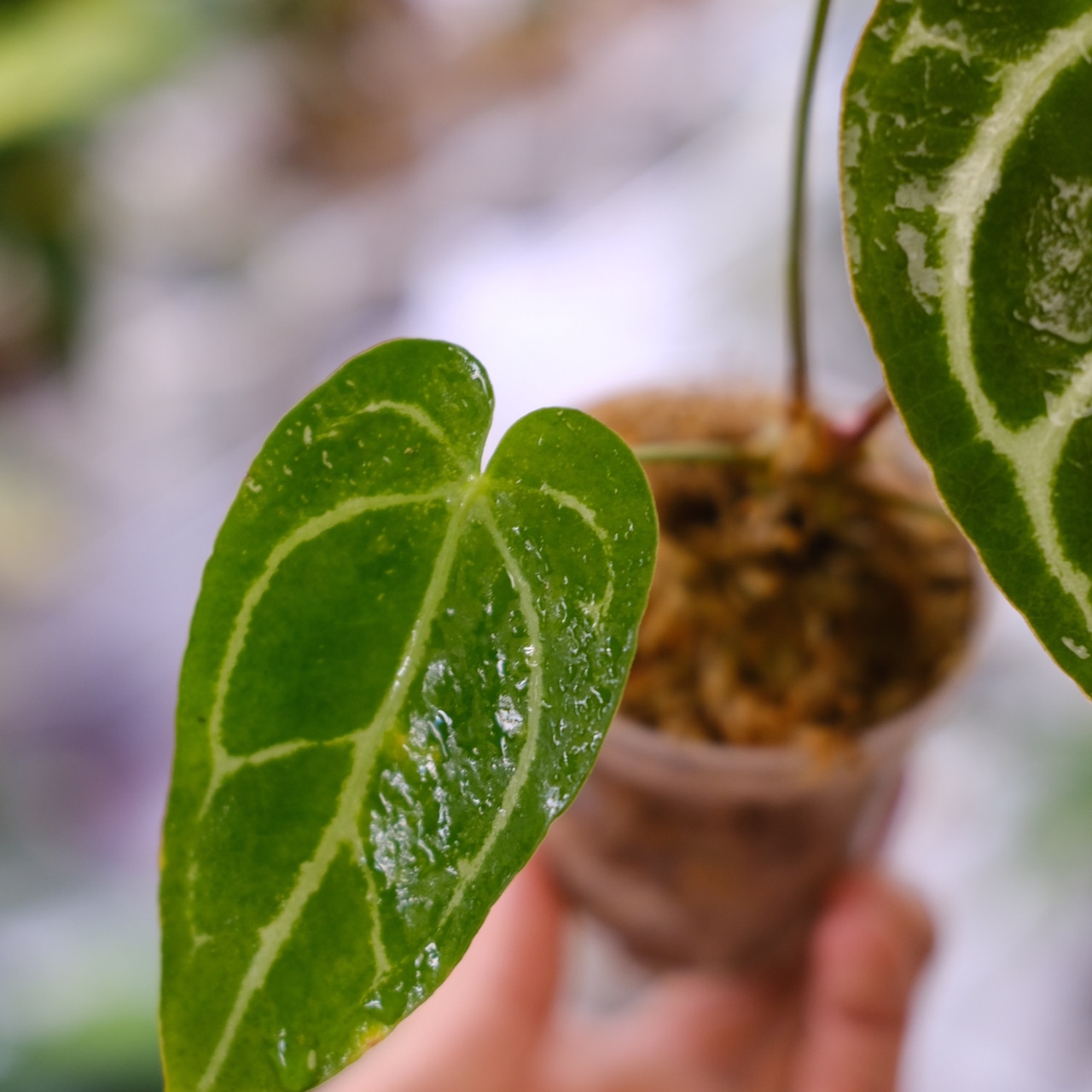 アンスリウム ドラヤキ × レッドクリスタリナム / Anthurium Dorayaki × Red Crystallinum③ / 観葉植物<育て方・花言葉>