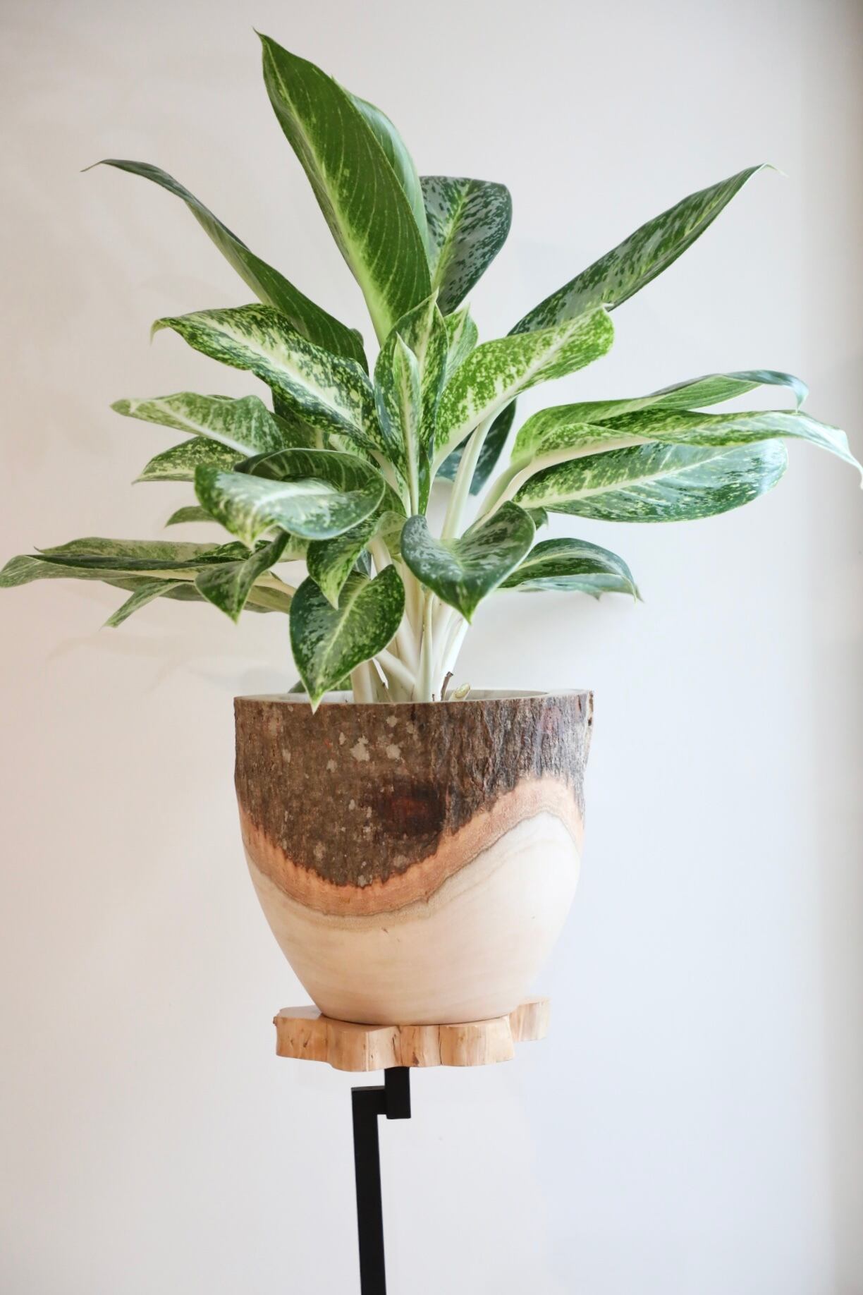 L】アグラオネマ ビクトリー /Aglaonema