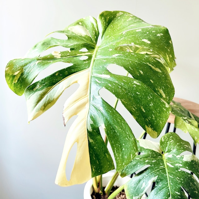 【一点限定】斑入りモンステラ タイコンステレーション｜美斑・ボリューム株