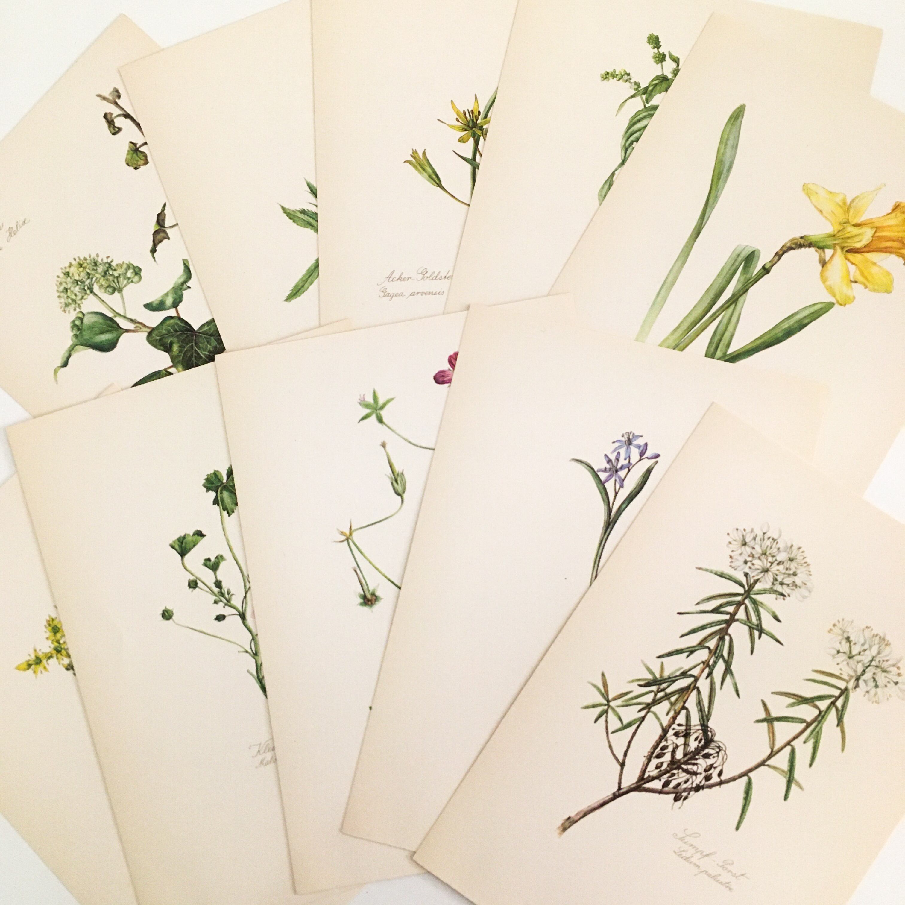植物図鑑 ドイツ アンティーク カード式 15枚 押し花 ボタニカル 欧州アンティーク雑貨 べるりんのーと