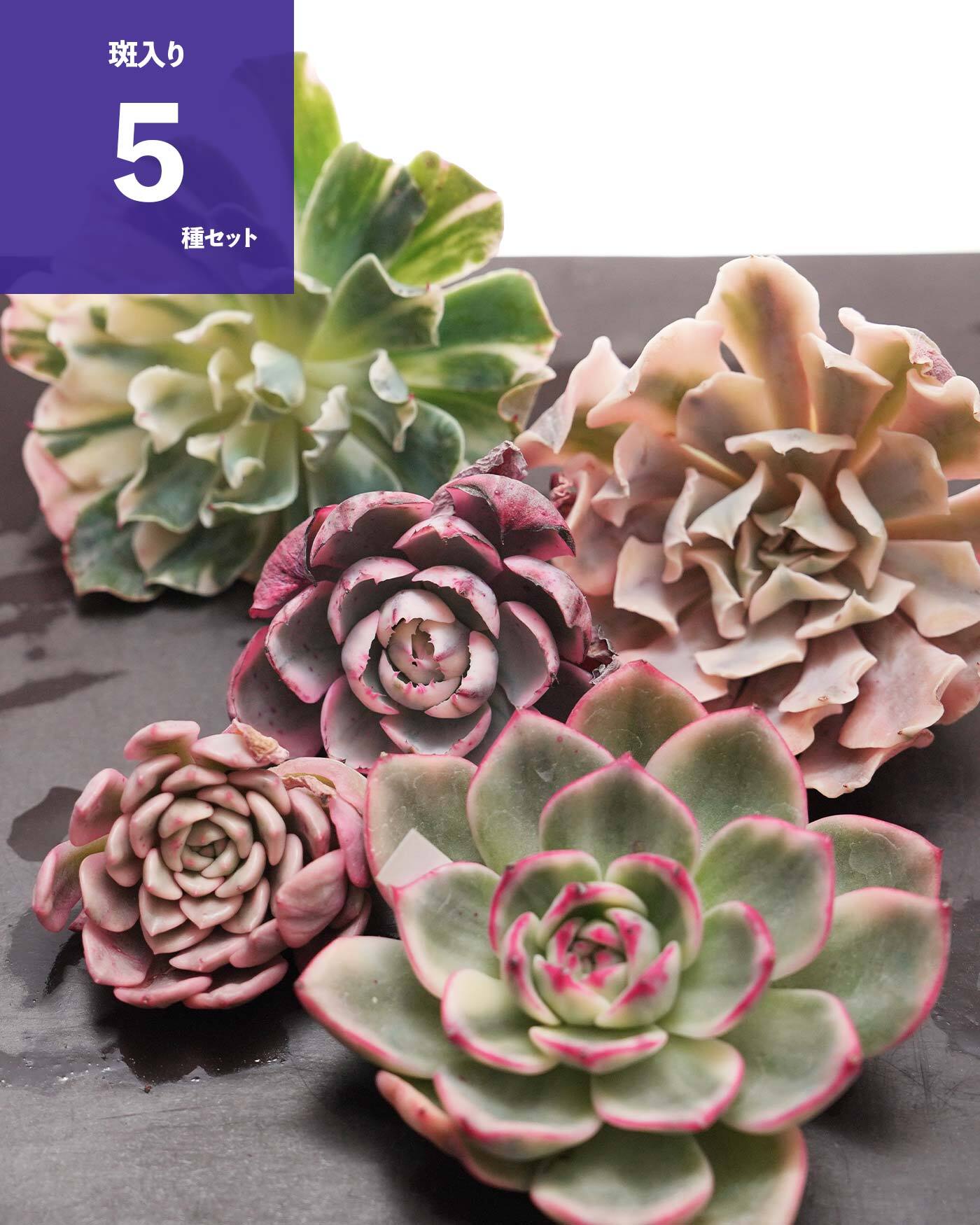 ハオルチア　多肉植物　カット苗　３個 カット苗 ハオルチア 月影 Haworthia 'Tsukikage' | PUKUBOOK SUCCULENTS