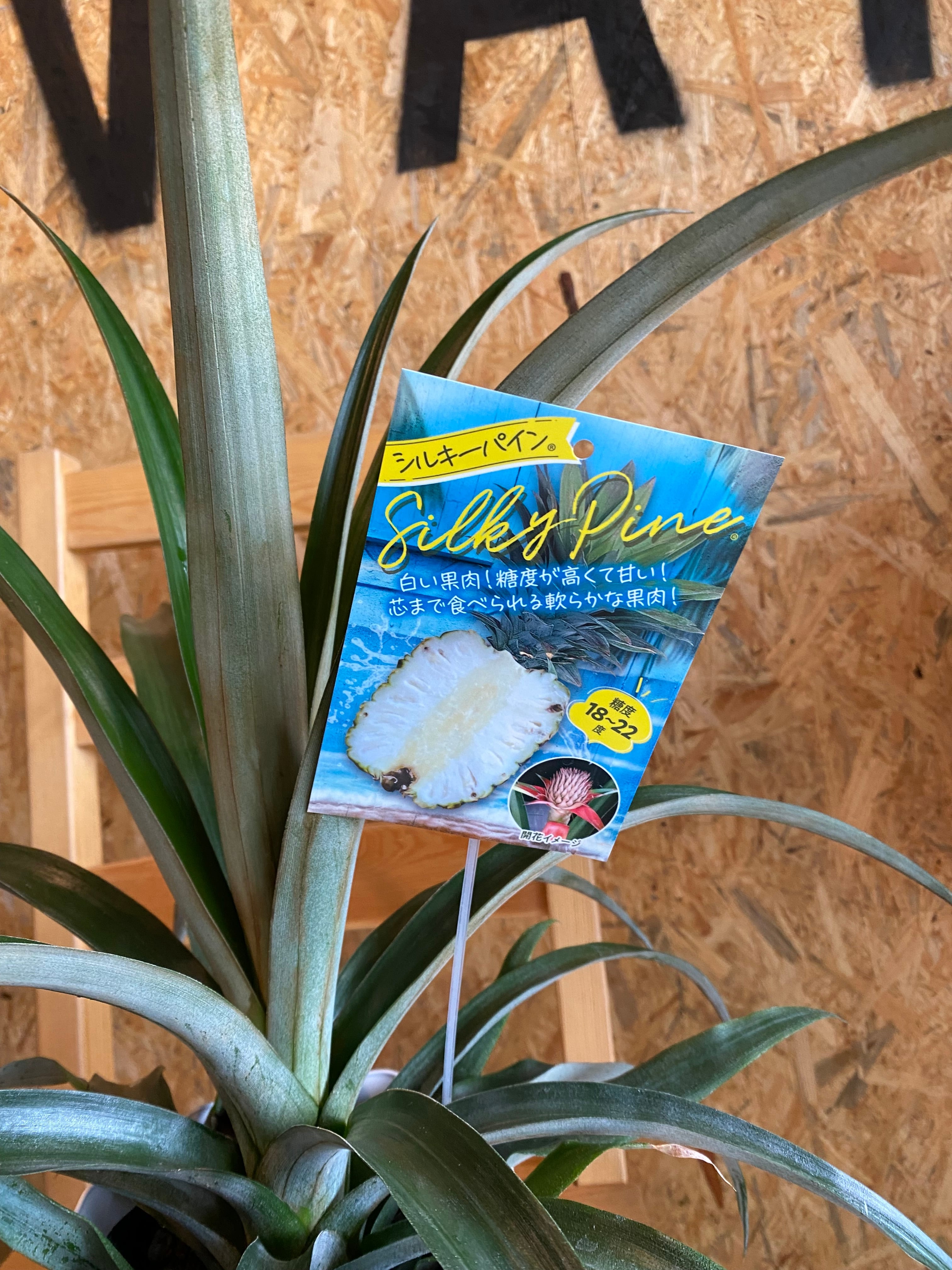 パイナップル シルキーパイン 糖度 18〜22度 H50cm W50cm | Garden Varejo