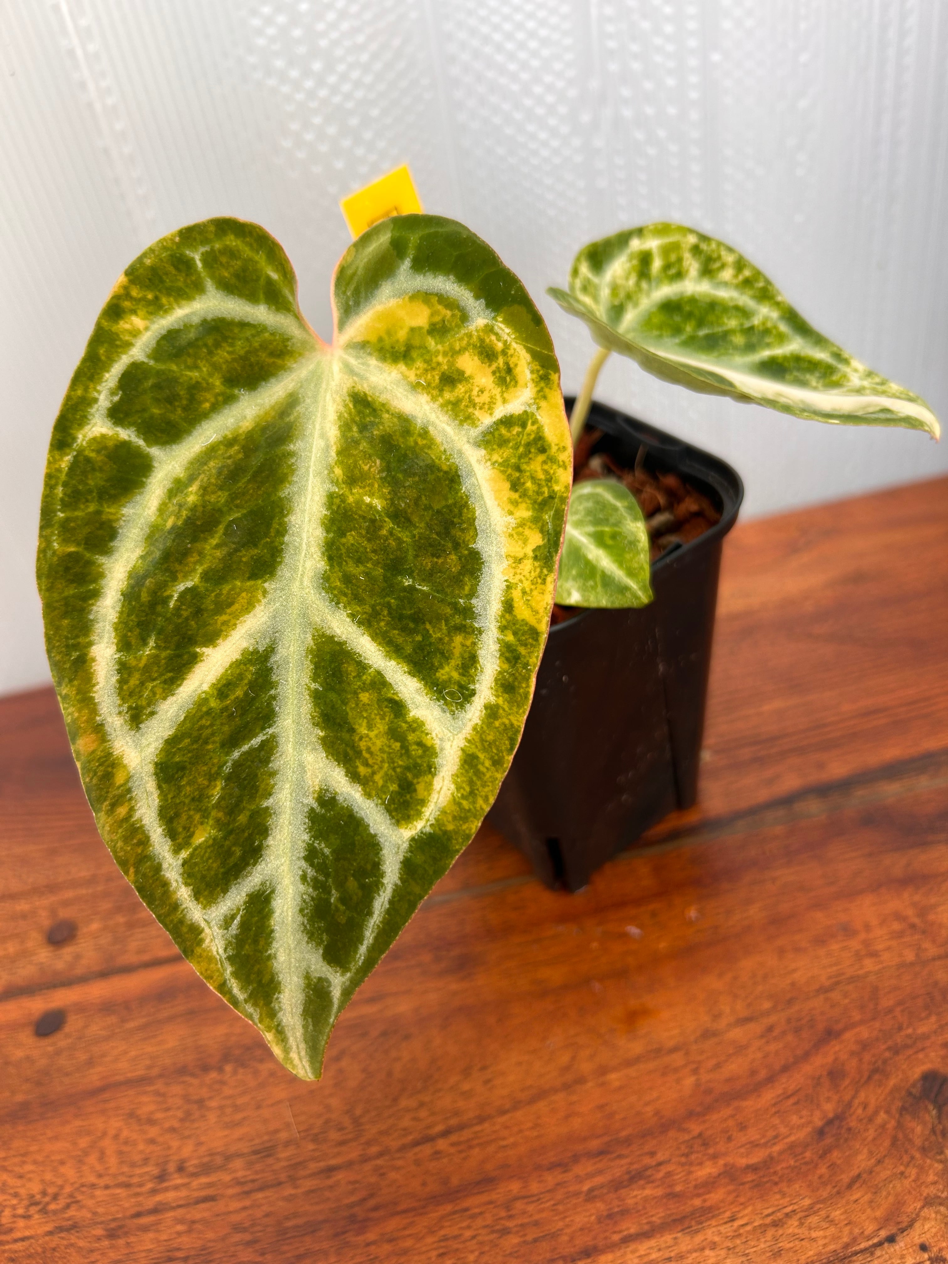Anthurium | BALI-AN 園芸