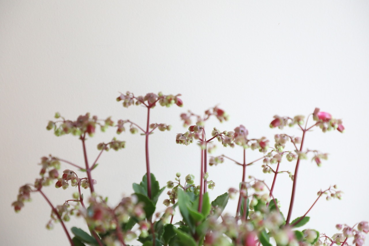 【M】カランコエ ウェンディー/Kalanchoe Wendy　※陶器鉢付き