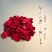 《自宅へお届け》出雲に咲く真紅の薔薇《さ姫》花弁20g