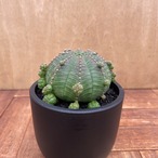 Euphorbia obesa ssp.symmetrica【ユーフォルビア・仔吹きシンメトリカ】