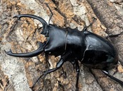 【WD】《ダールマンツヤクワガタ亜種celebensis 82mm ペア》