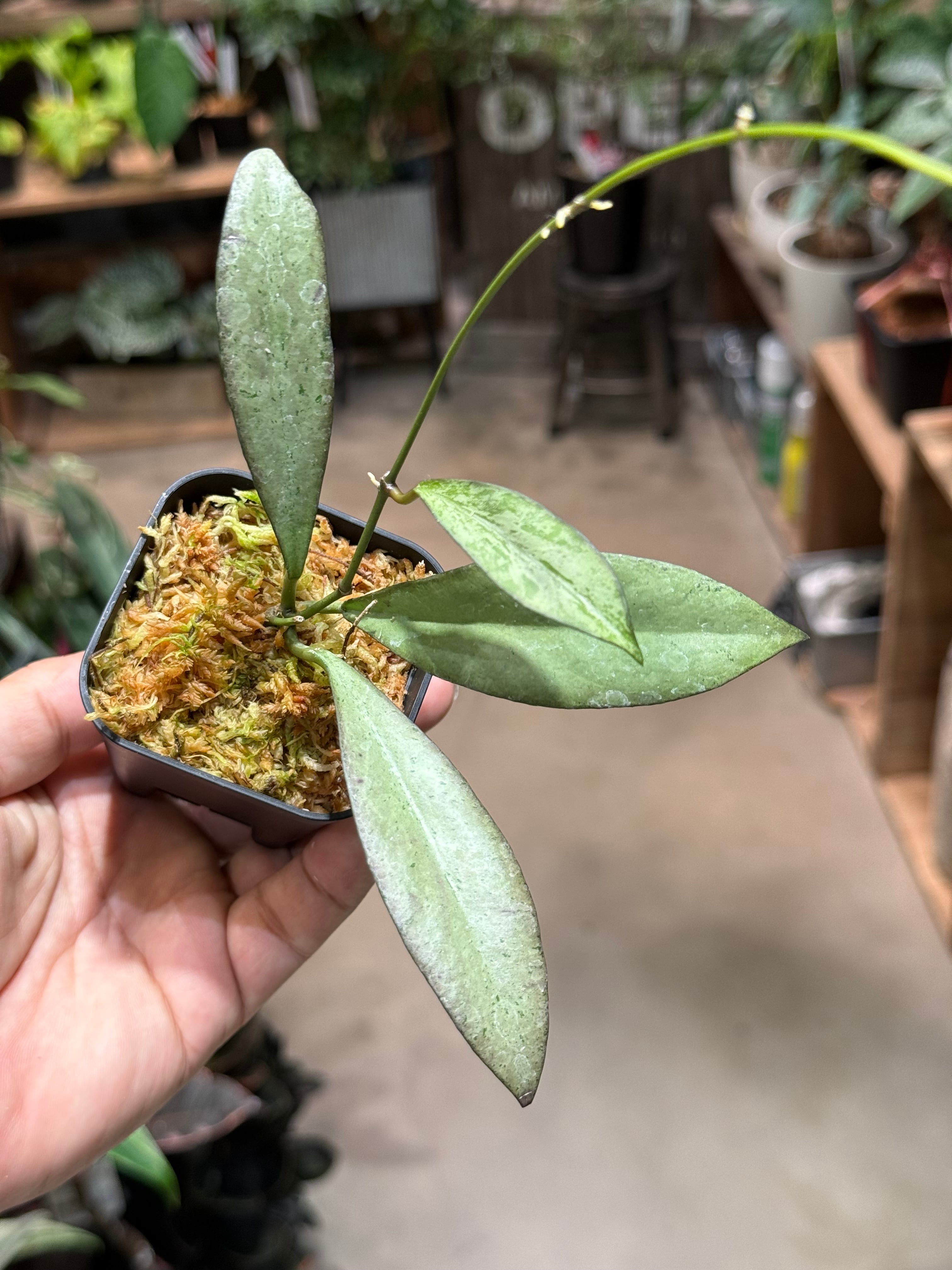 ホヤ グヌンガディン ゴースト | MIDORIYA 観葉植物専門店