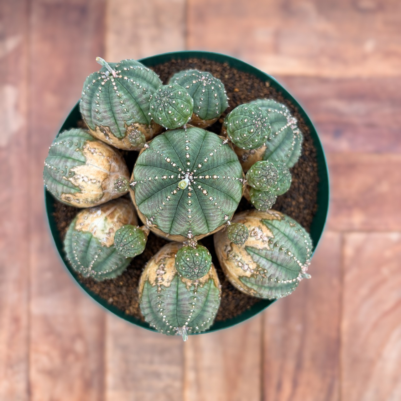 Euphorbia obesa 'Bonten'【ユーフォルビア・オベサ梵天】