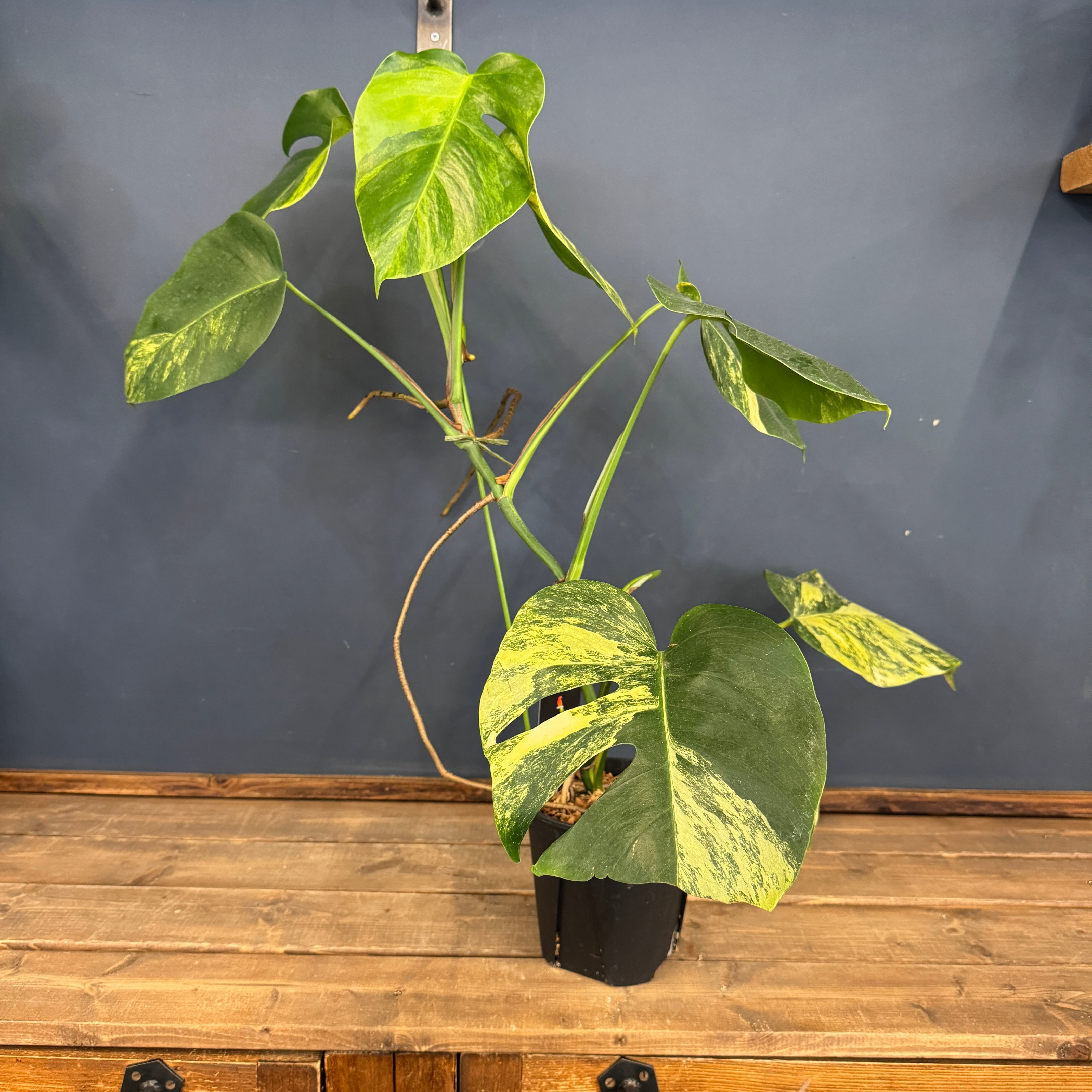 クリアランス】モンステラ ボルシギアナ オーレア(黄斑)【1050