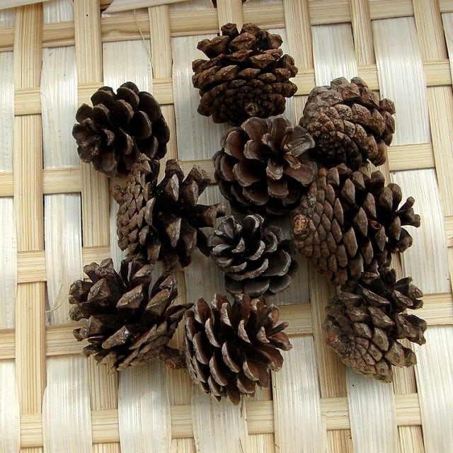 松ぼっくり グレー 小 10個 | 木の実通販の shop.木の実