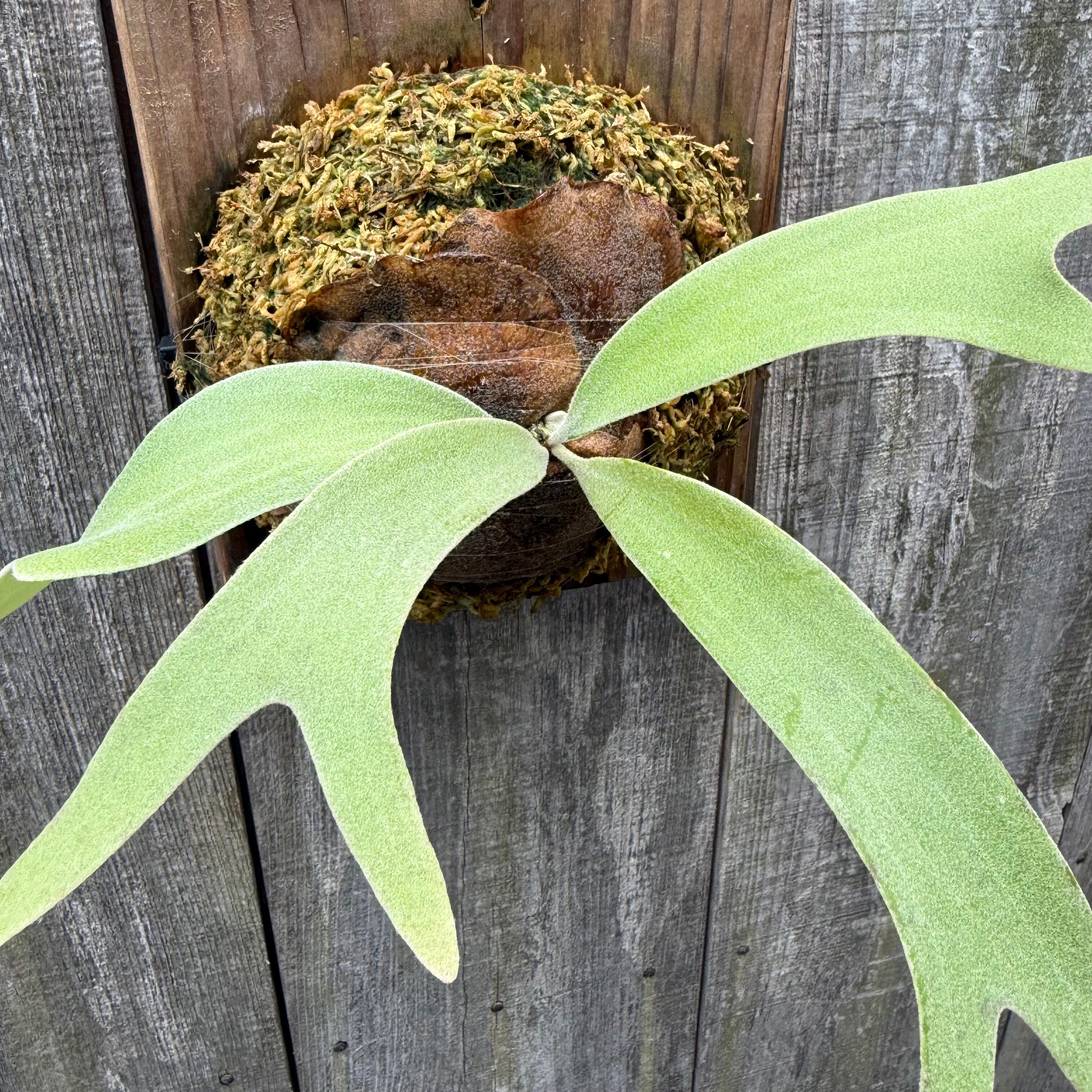 P. Lipo (willinckii x P. Lemoinei) | naturefix