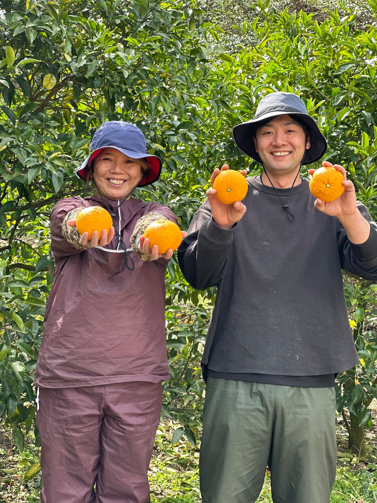 キラピカ旬野菜/ぴゅあみかんジュース/平飼い卵BOX【農薬化学肥料不使用】農の島*大三島*よりお届け!7品~