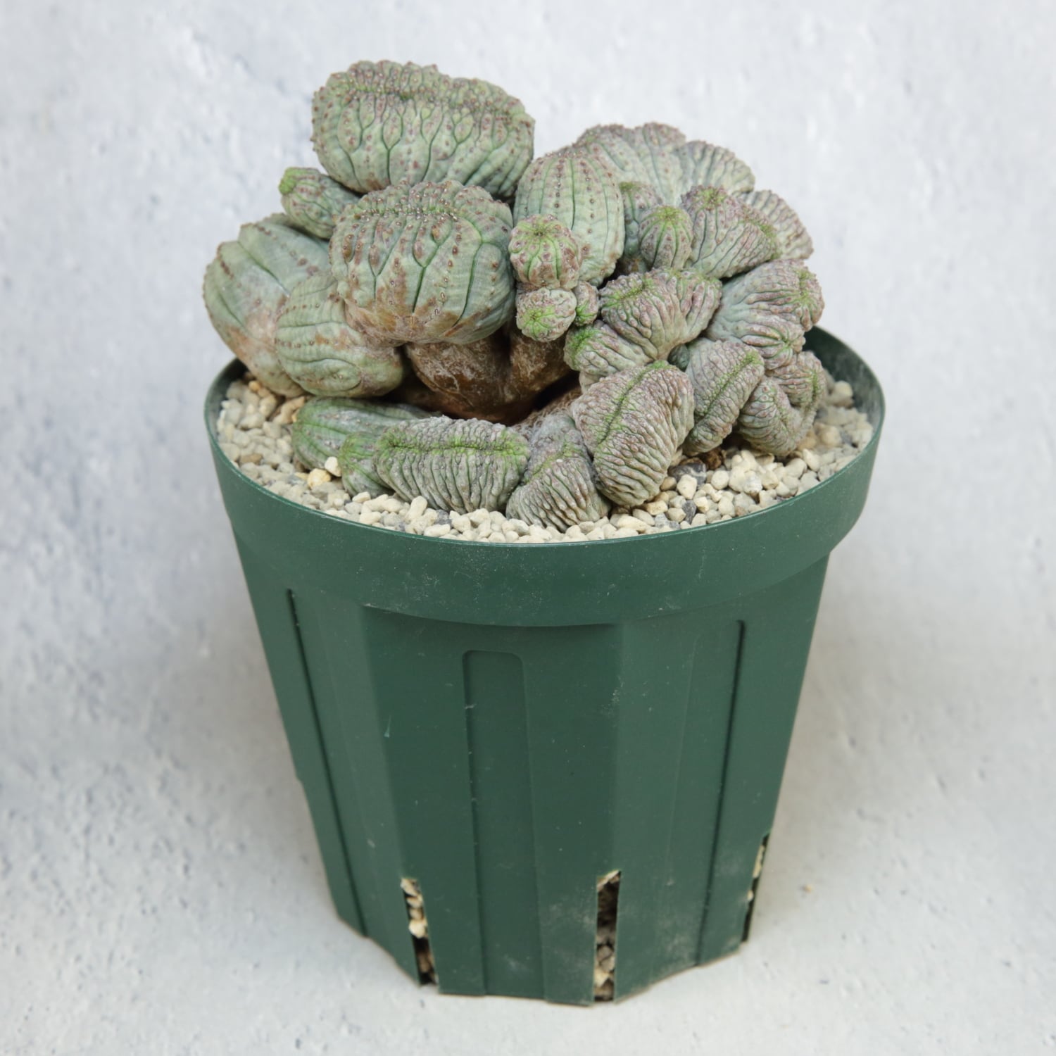 超厳選株】超大株 最大幅約11cm マルチヘッド 円扇綴化 オベサ