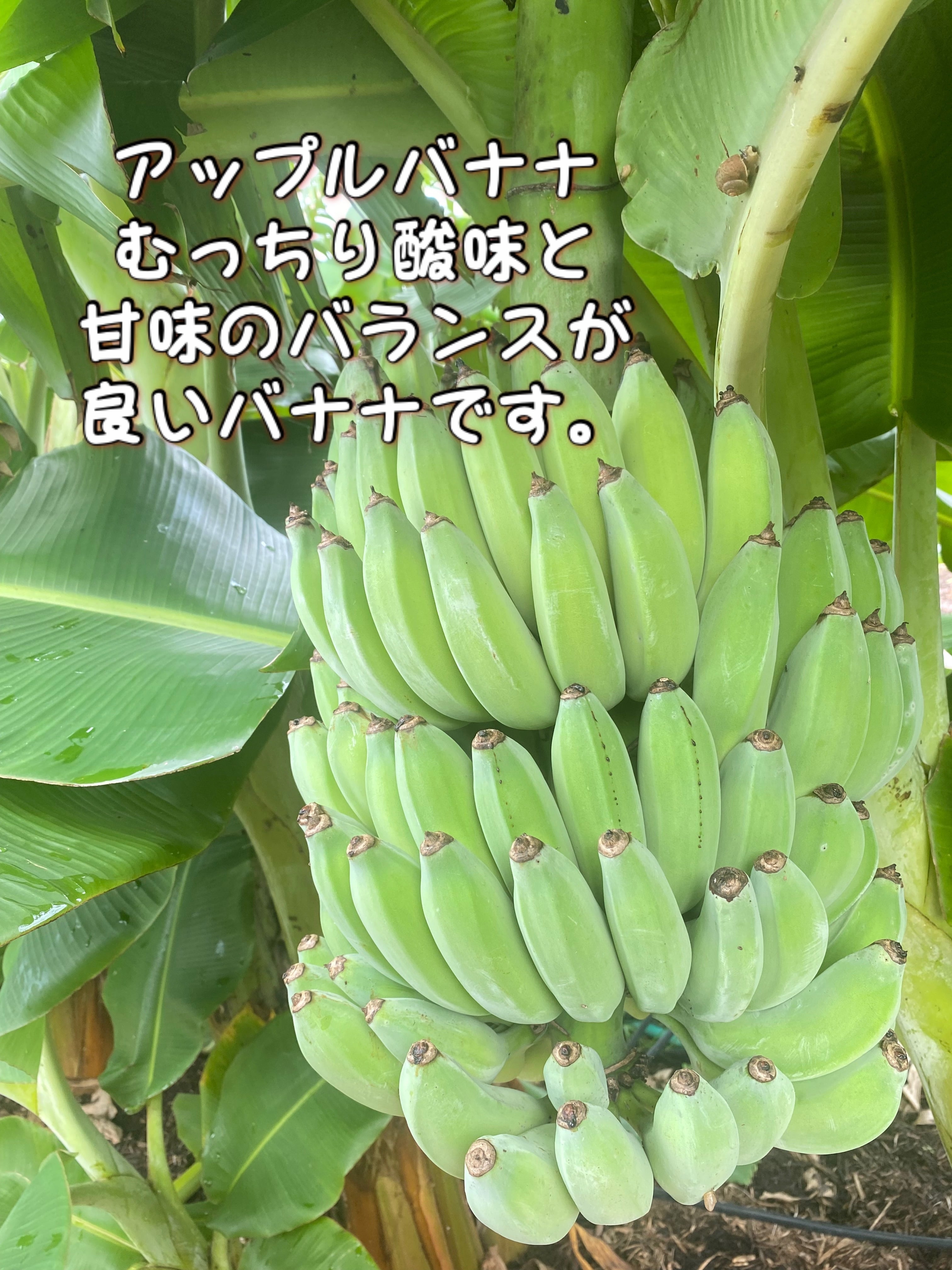 沖縄県産アップルバナナ1kg(約6〜10本) | 読谷テロワール株式会社