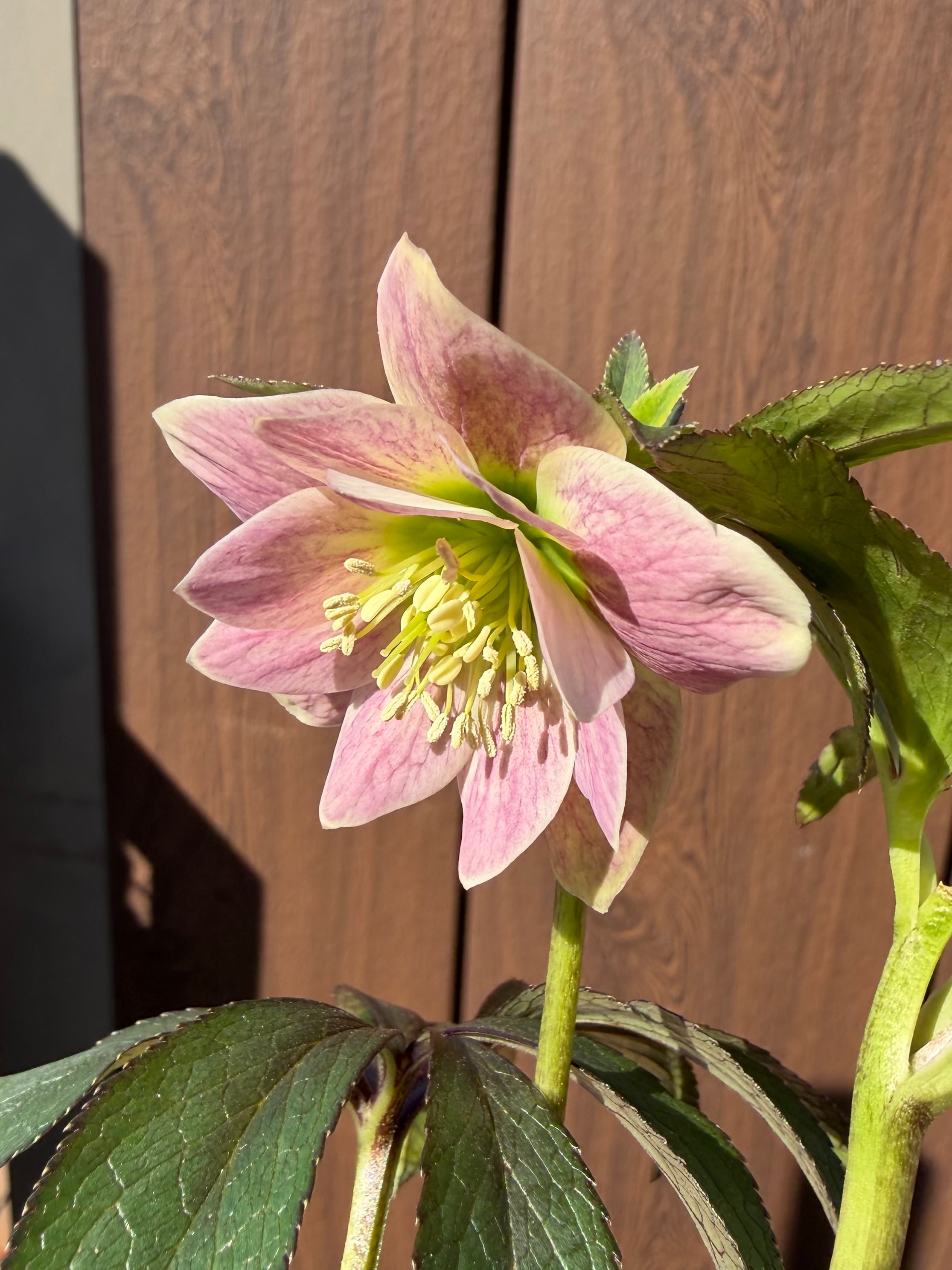 ば*な様 SDポーセリン　大木ナーサリー　クリスマスローズ　匿名発送　現品　タグ ポーセリンhyb.dd 大木ナーサリー クリスマスローズ【Og14】送料無料