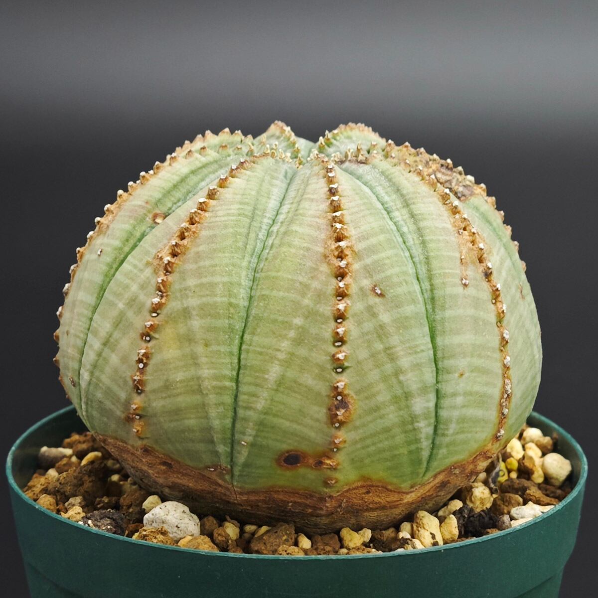 Agave Venezuela 斑入りアガベ ベネズエラ 斑入り 子株 ※発根済 | PAY ID