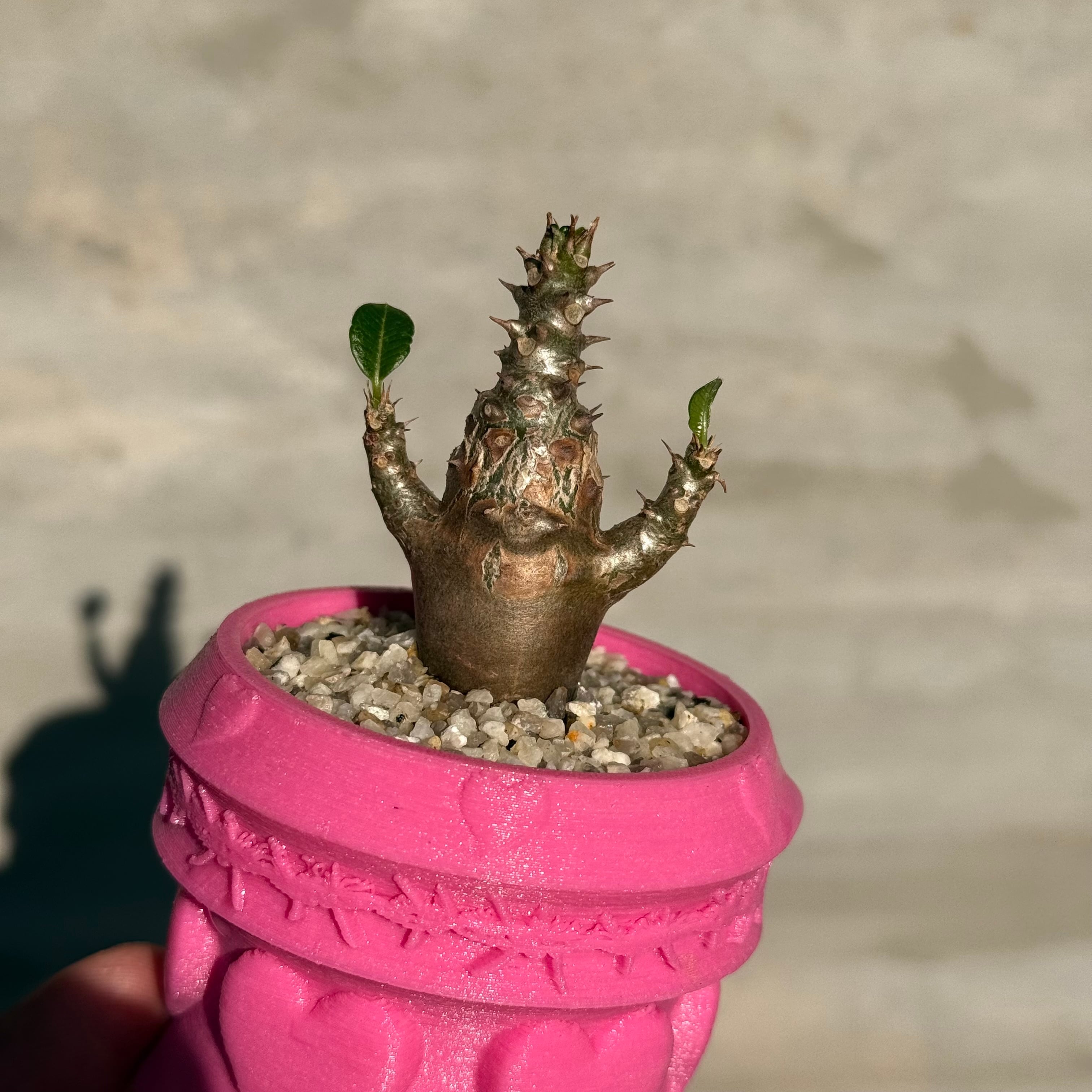 植物×作家鉢 【植え込み済み】 | A-PLANTS
