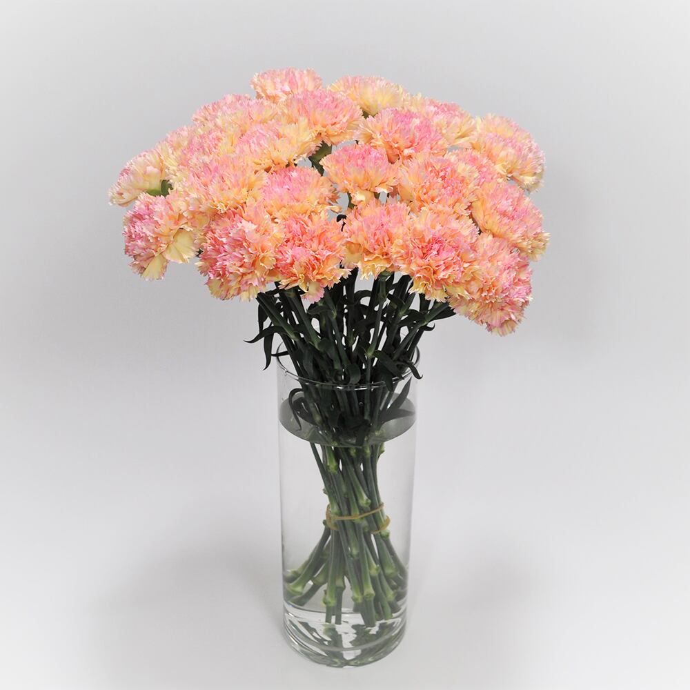カーネーション アクティバ 本 精華園 岩田秀一 よいはな Yoihana 最高品質のお花をお届けするネット通販 カーネーション アクティバ 本 精華園 岩田秀一 よいはな Yoihana 最高品質のお花をお届けするネット通販