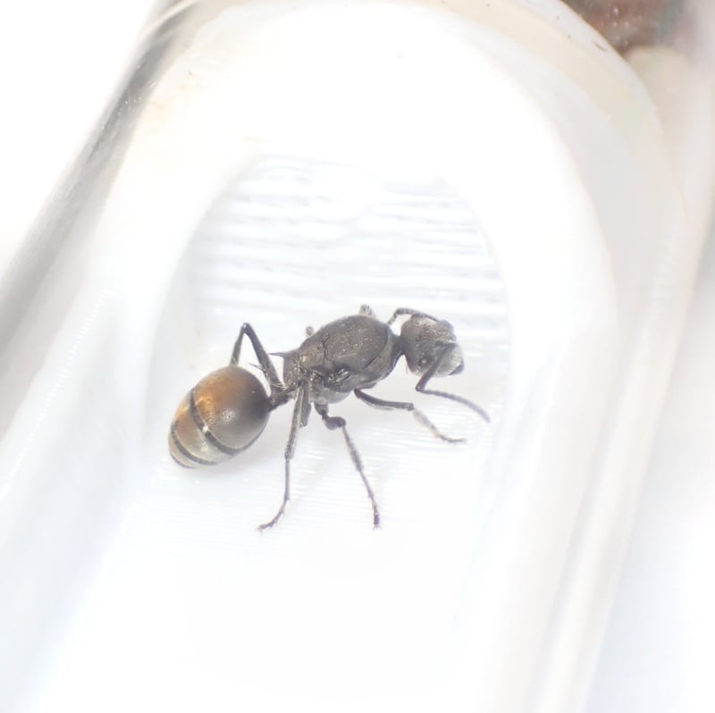 バーミキュローサトゲアリ｜女王｜Polyrhachis vermiculosa | あり巣