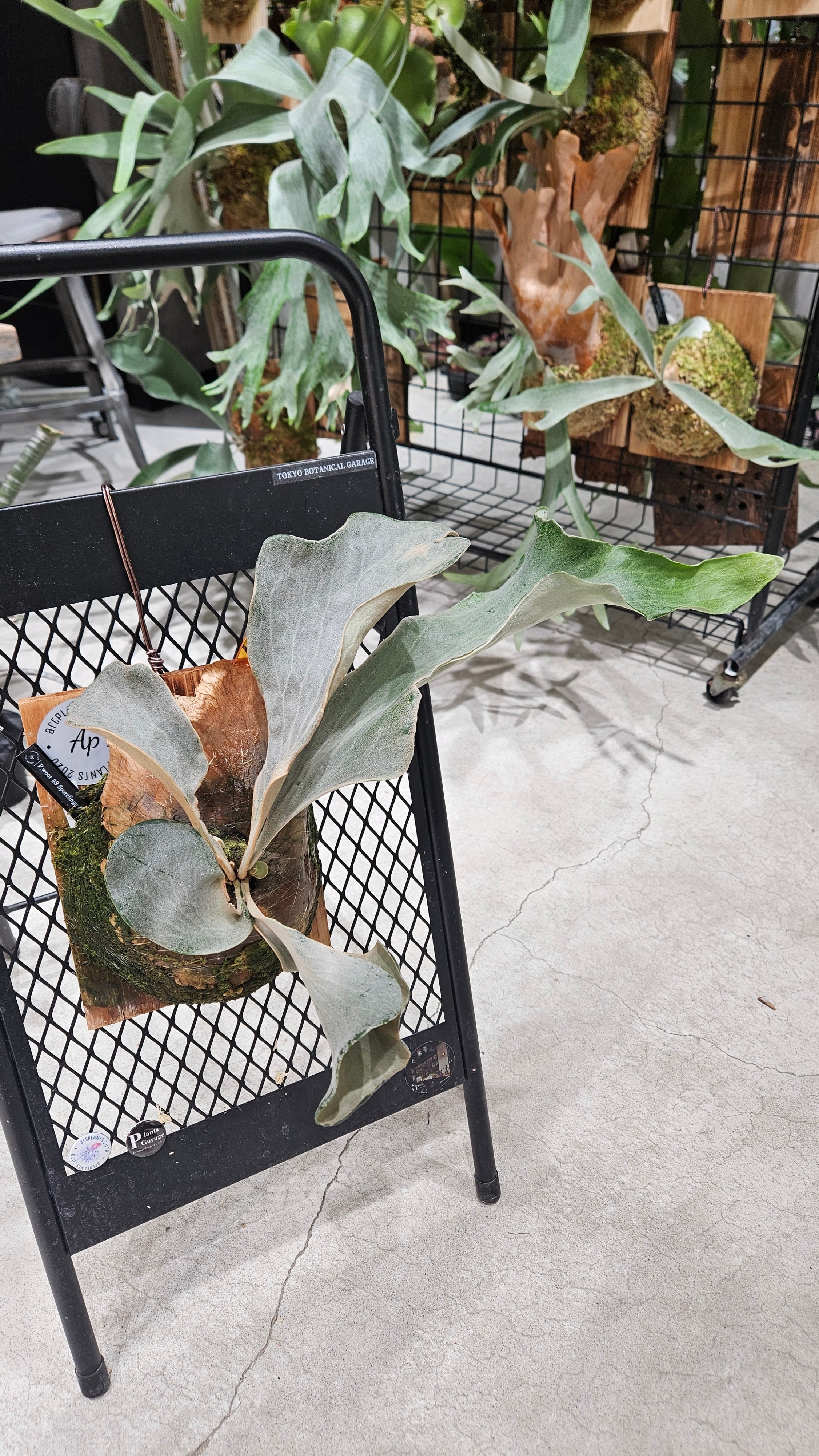 P.woot#9 Spore #17 Select 綴化【artPLANTs/PLANTS GARAGE