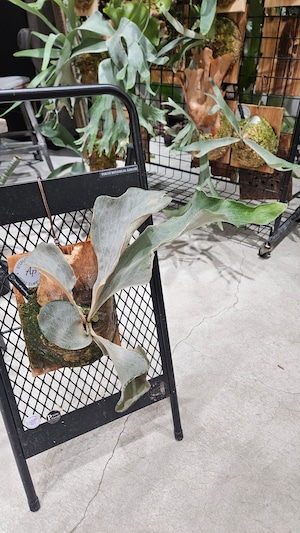 P.woot#9 Spore #17 Select 綴化【artPLANTs/PLANTS GARAGE 】ビカクシダ/Platycerium