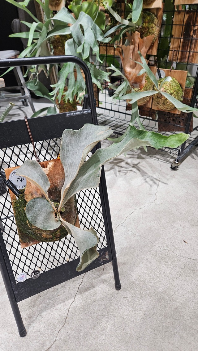 P.woot#9 Spore #17 Select 綴化【artPLANTs/PLANTS GARAGE 】ビカクシダ/Platycerium