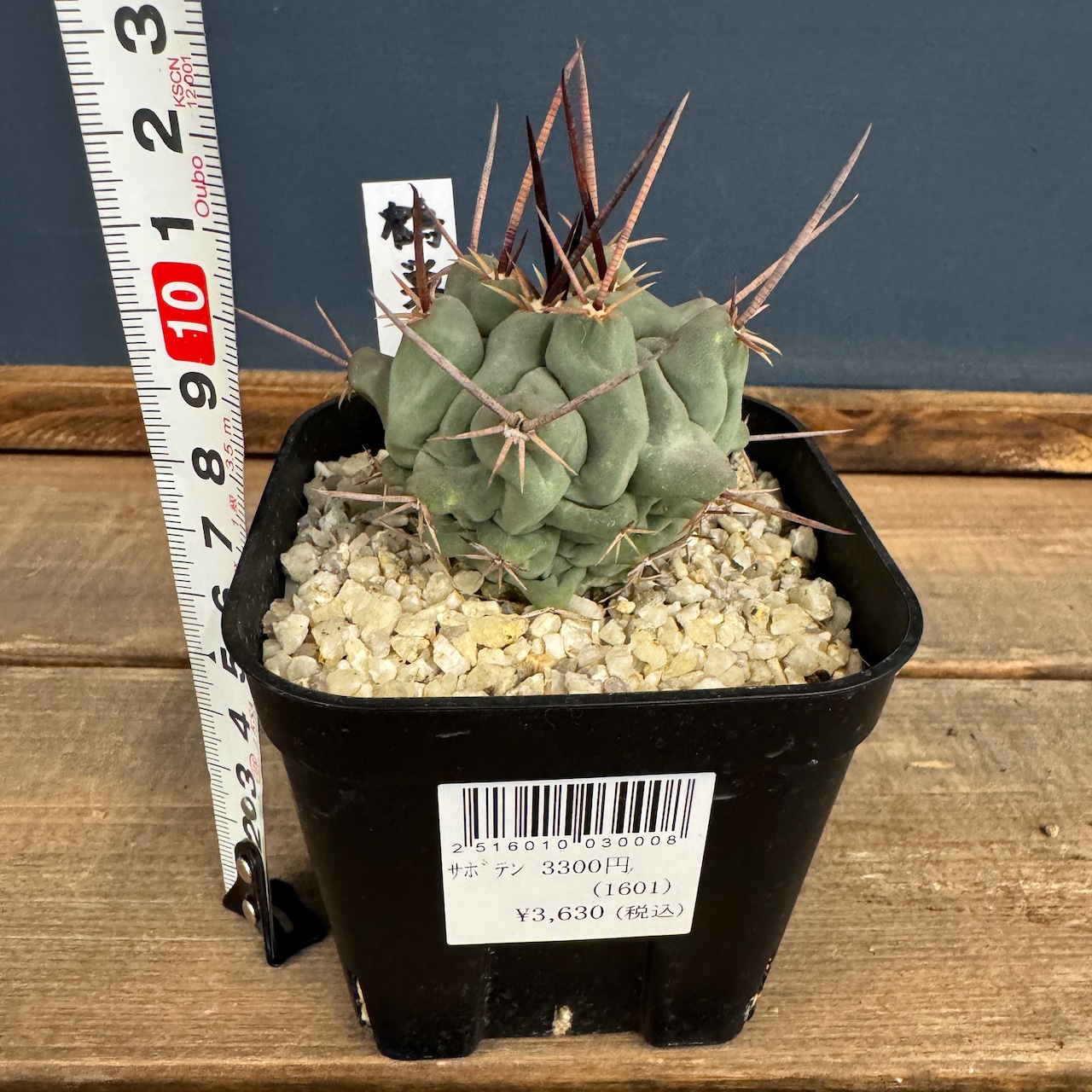 サボテン テロカクタス 鶴巣丸【1029】