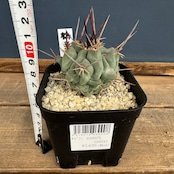 サボテン テロカクタス 鶴巣丸【1029】