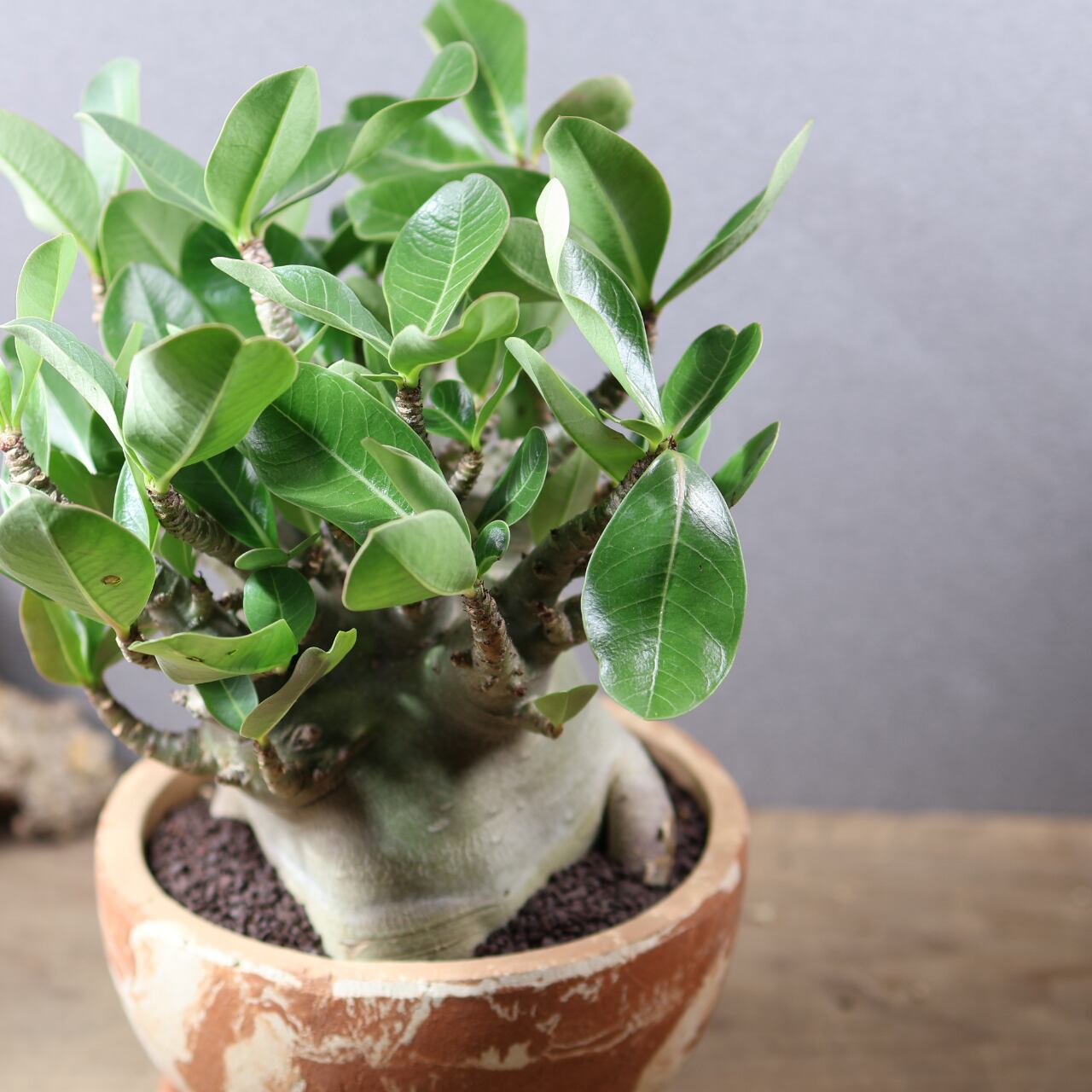 760 『アデニウム アラビカム ドワーフ 陶器鉢』 観葉植物【送料無料