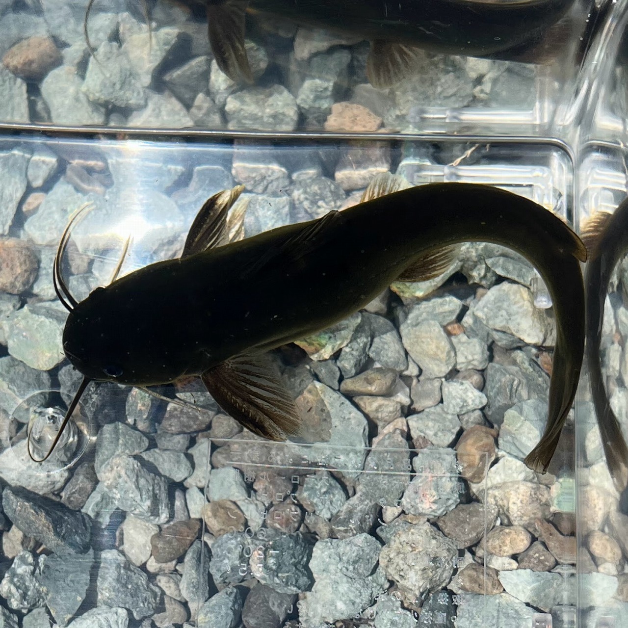 （淡水魚）ギバチ　13ｃｍ±（1匹）【生体】