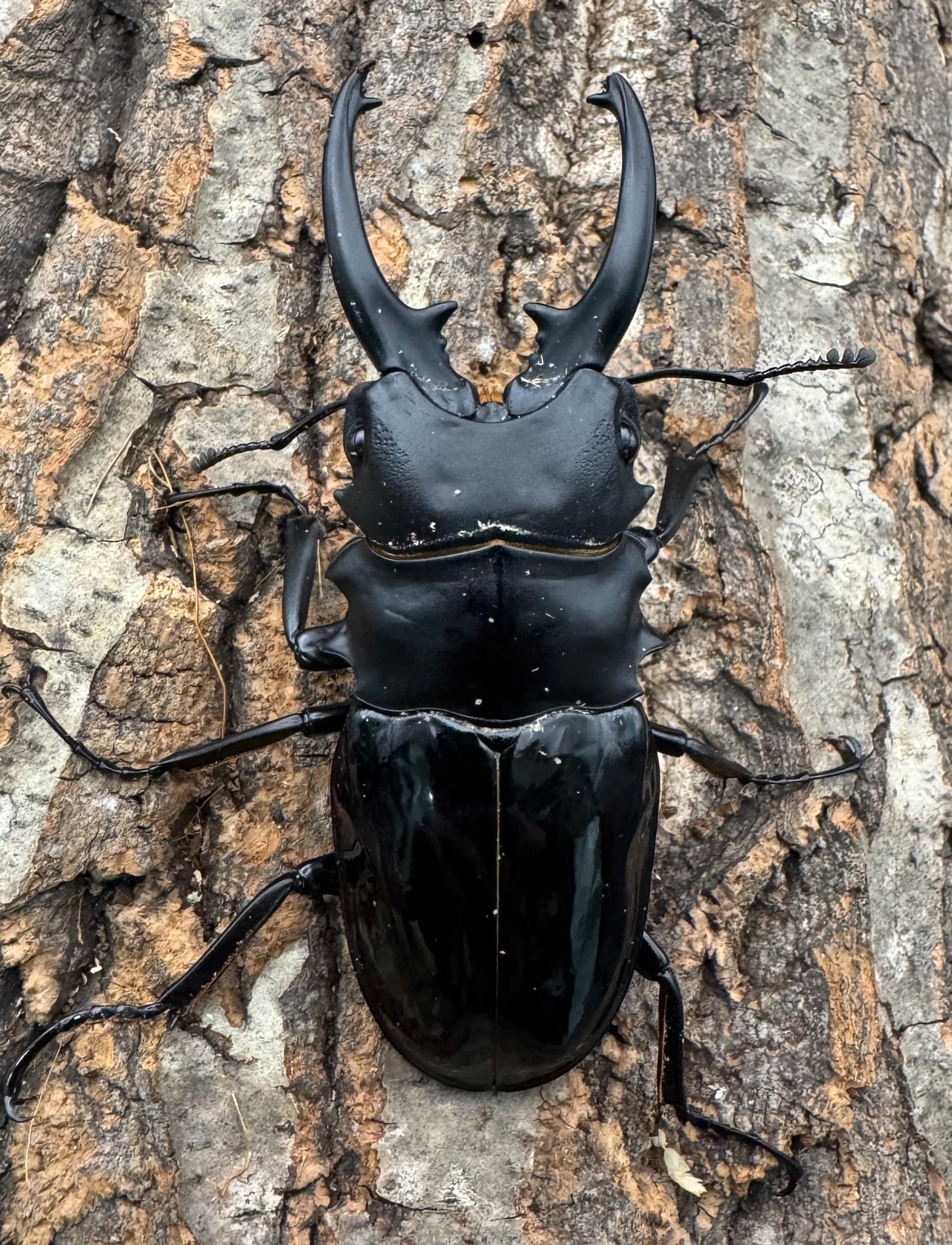 【WD】《ベリコサツヤクワガタ 86mm A’品ペア》