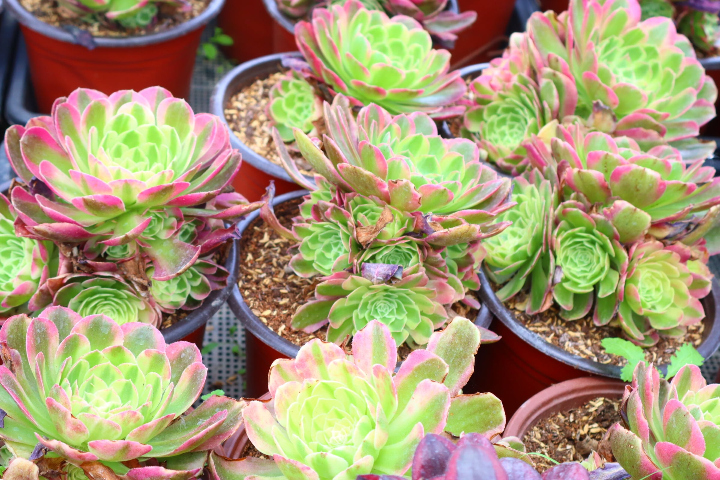 アエオニウム　墨蘭迪　6頭群生株　019 アエオニウム 墨蘭迪 6頭群生株 019 taniku-verve_11106