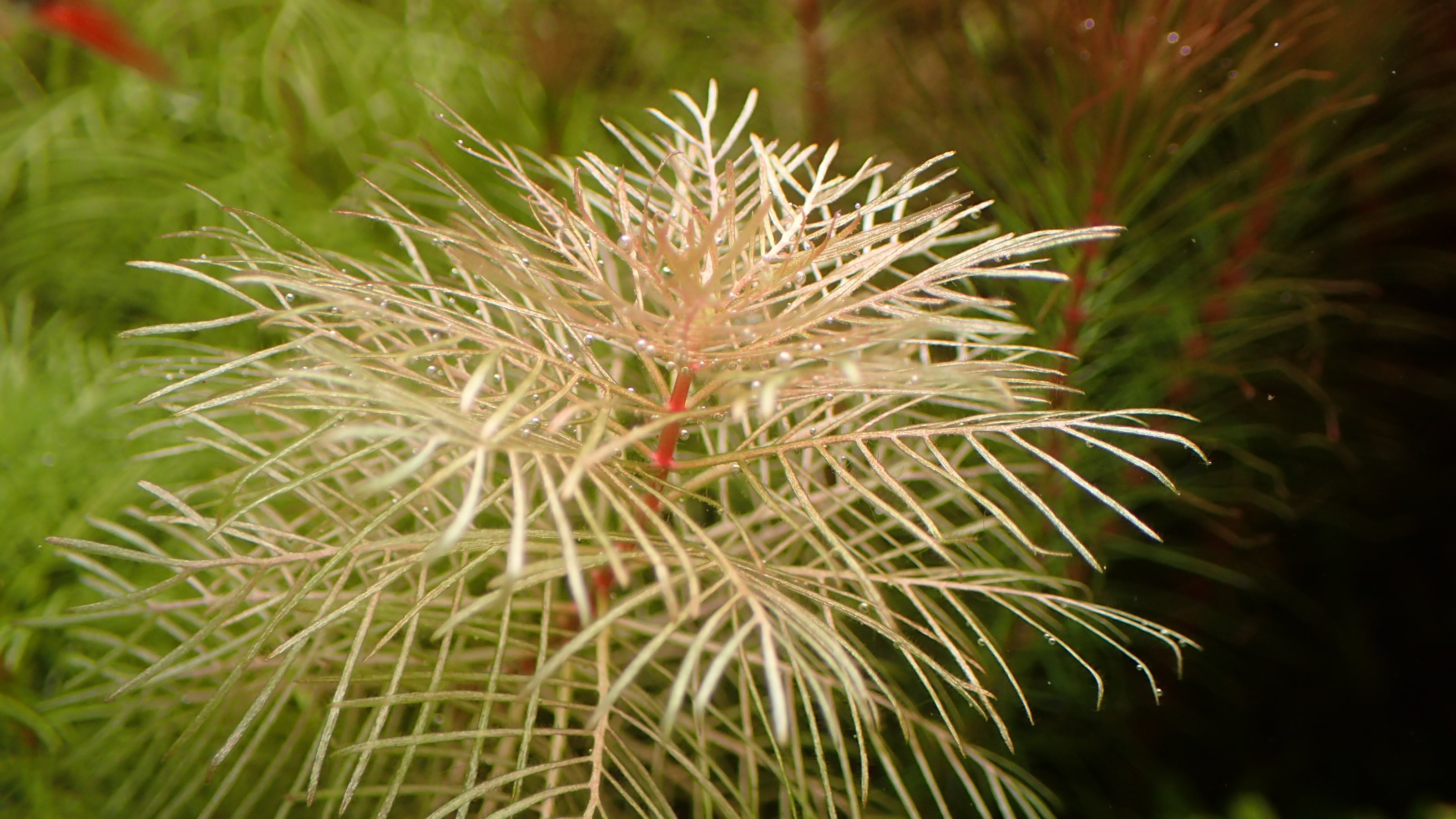 ロタラ トゥルナデンシス 1本 | 熱帯植物 水草
