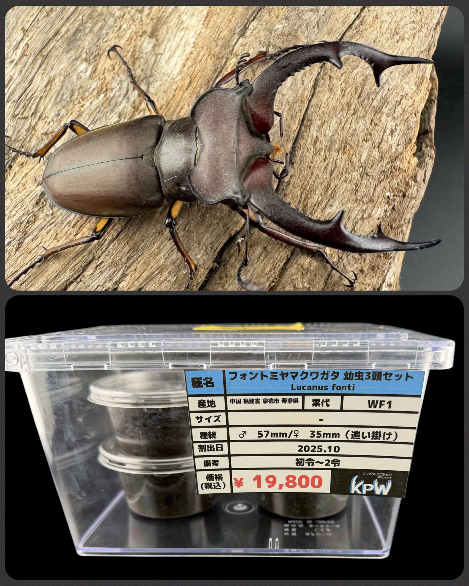 WF1】《フォントミヤマクワガタ 幼虫3頭セット》 | KPW公式オンライン