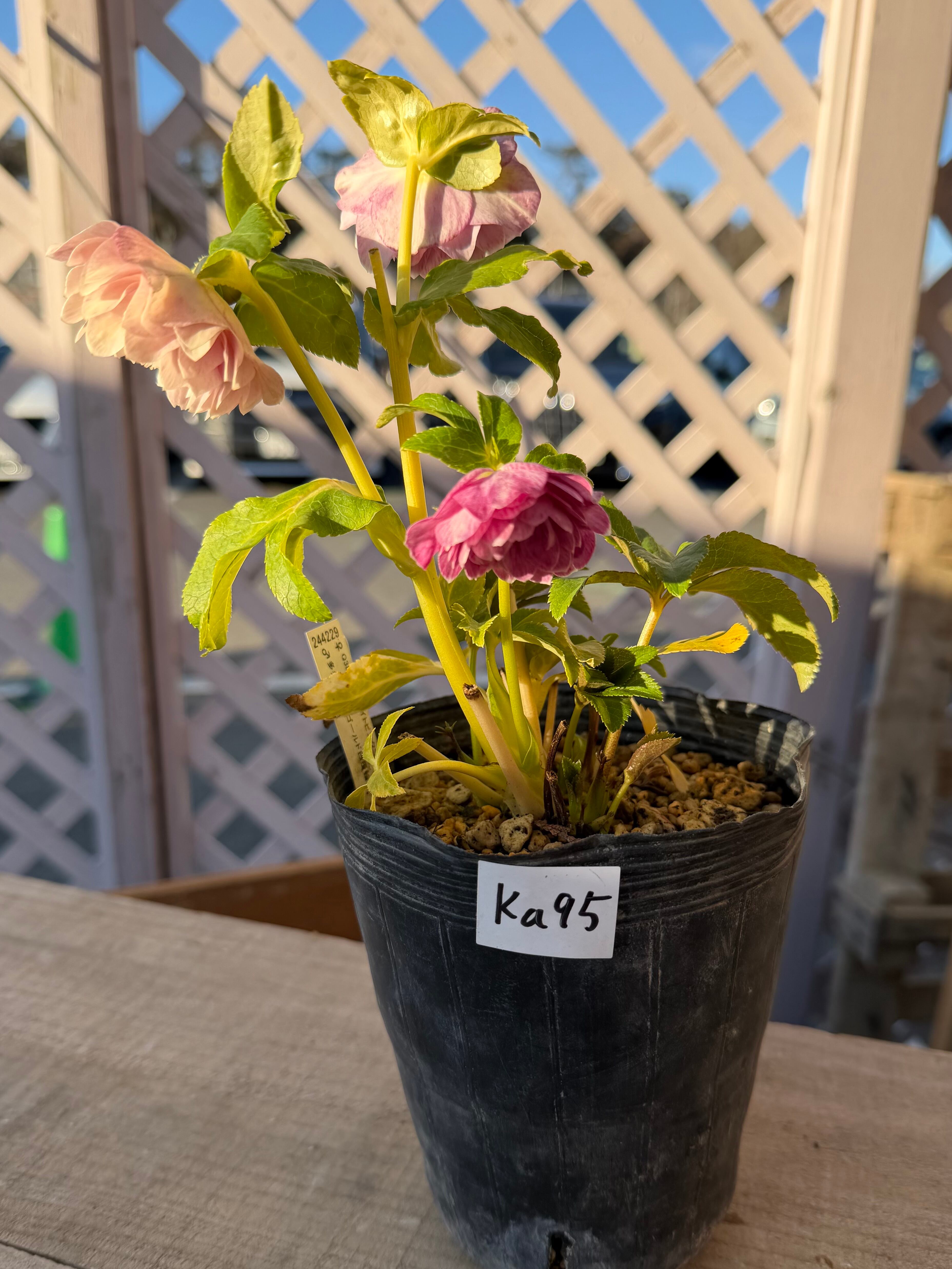 ピンクプリマゴールド系 加藤農園 クリスマスローズ【Ka94】送料無料