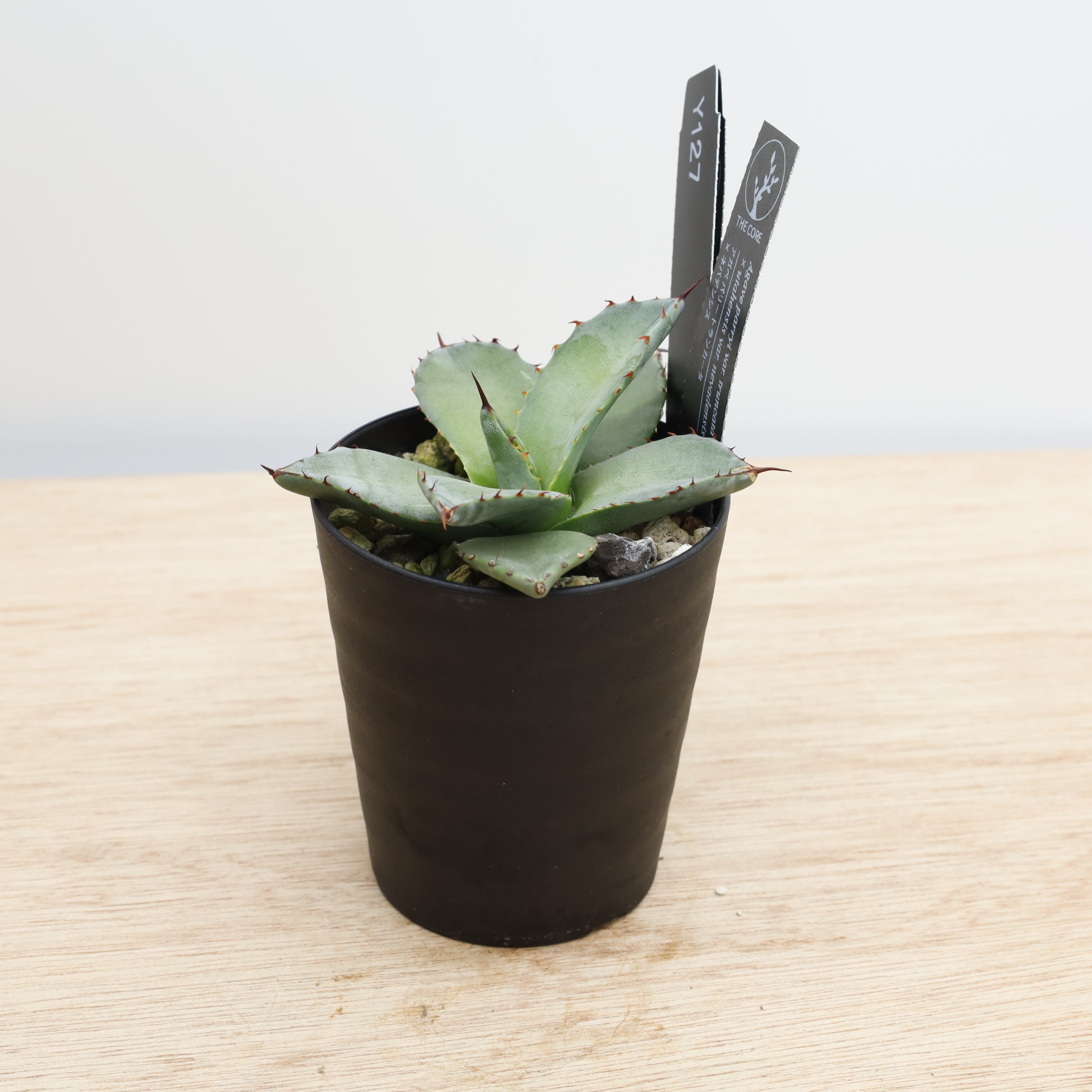 アガベ チタノタ ビッグスパイン | THE CORE