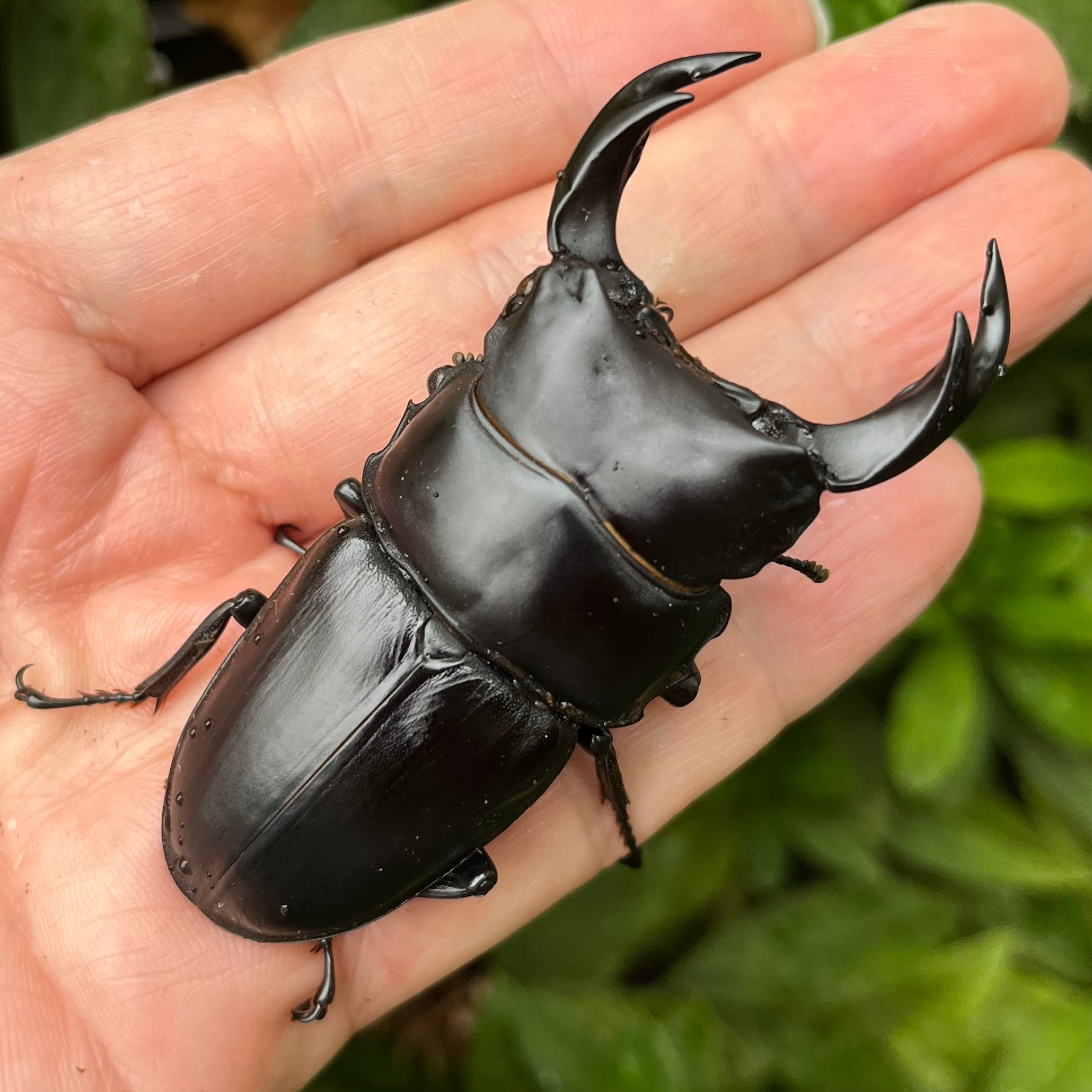 山梨県北杜市明野町産オオクワガタ♀単品F1個体 #7240 | Dorcus NAVI 山梨県北杜市明野町産オオクワガタ♀単品F1個体 #7240 | Dorcus NAVI