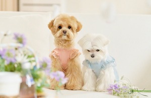 即納【MYLITTLEDOG】Blossom Sweatshirt (peach)