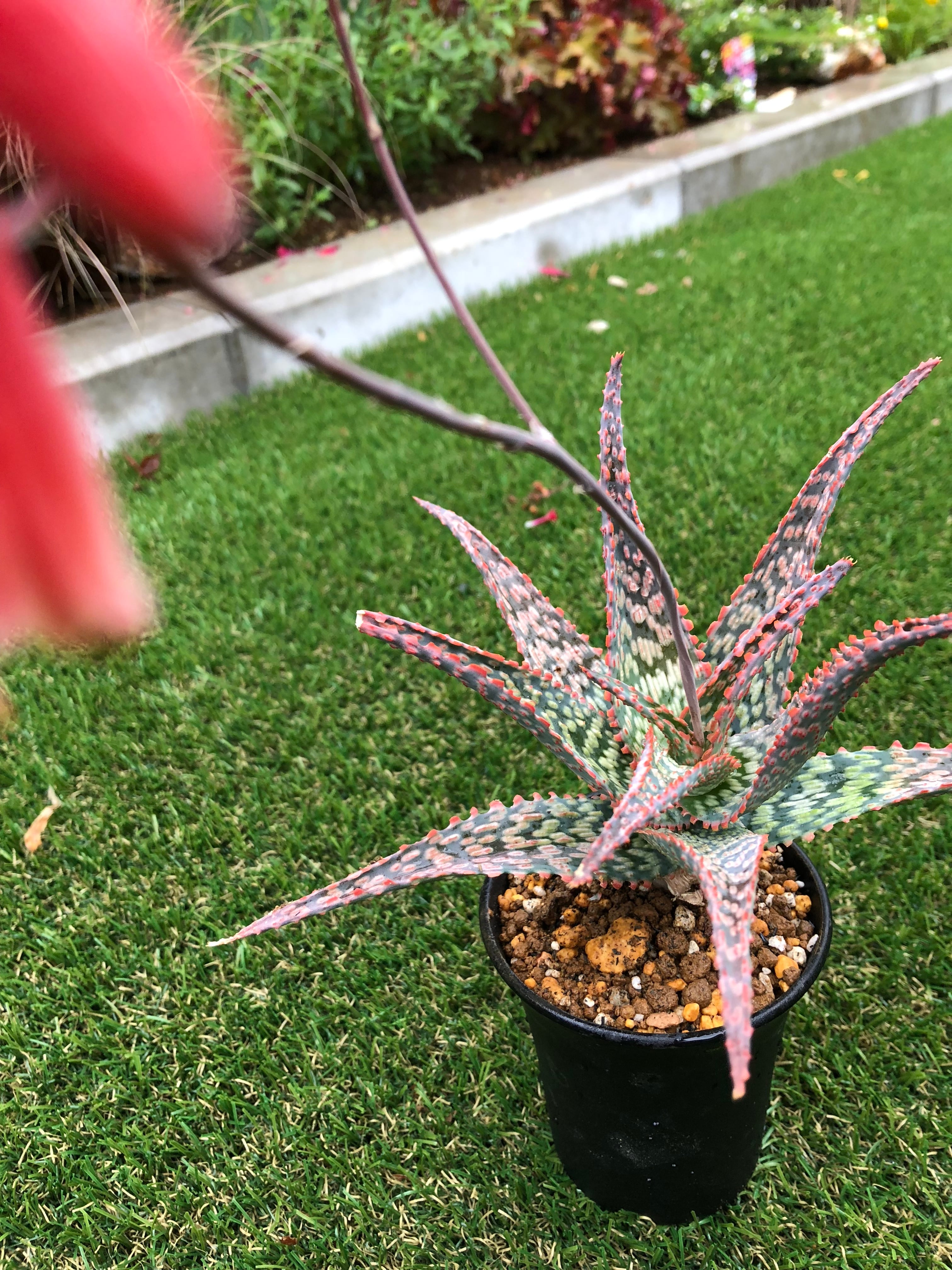Aloe hyb.Devil group アロエ デビルグループ | plants MARU