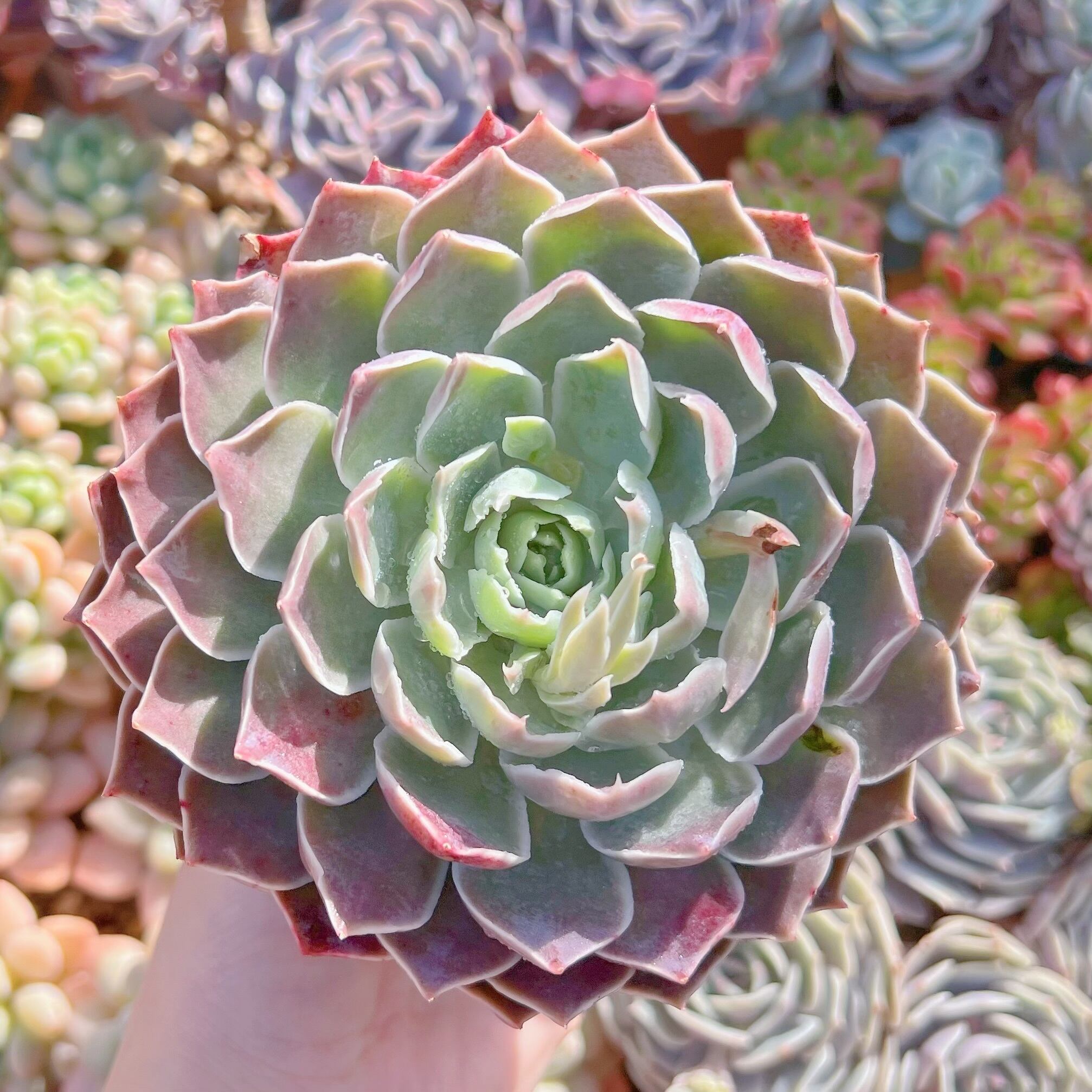 現品　Echeveria 'Laguna Sanchez'#096　るる農園