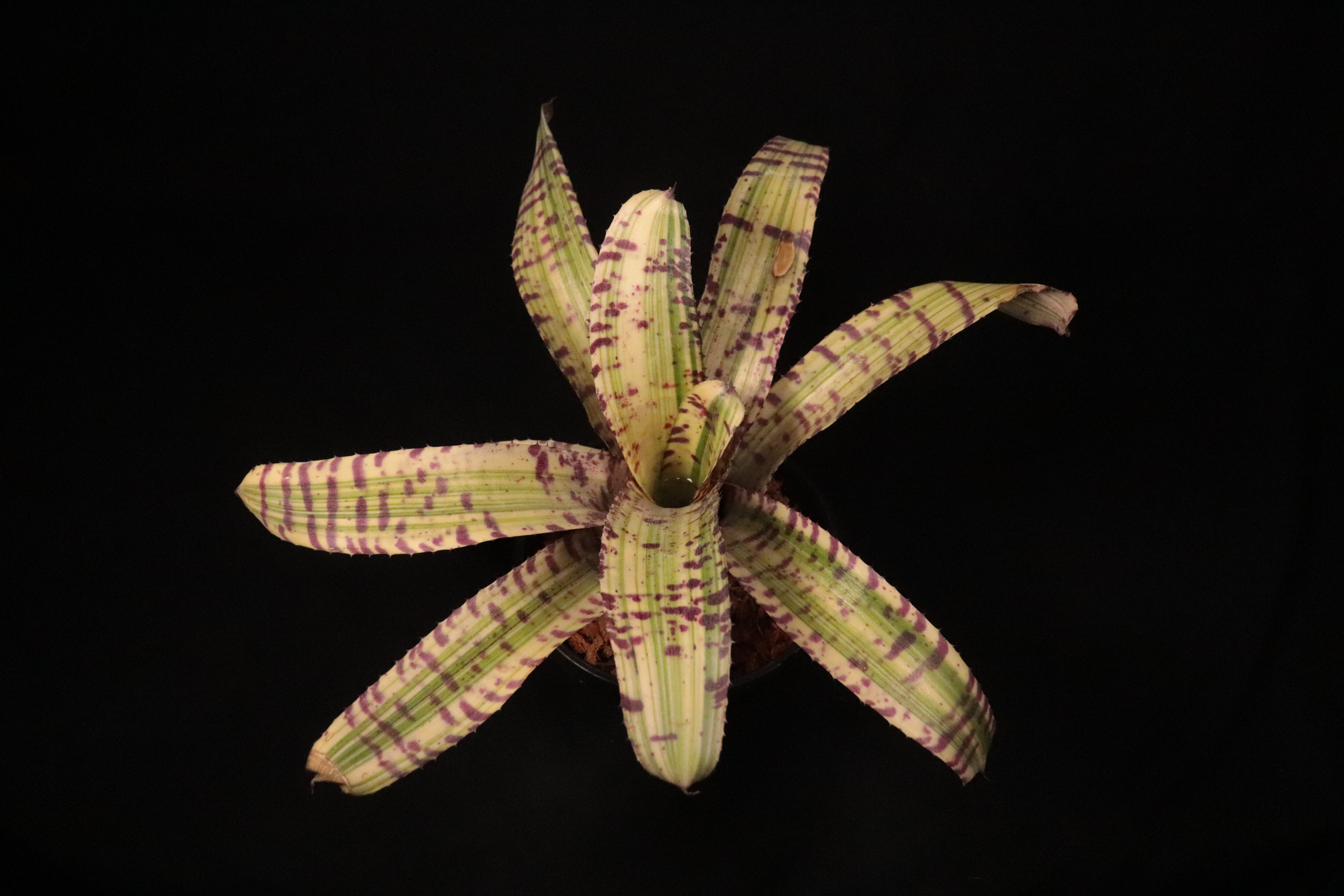 送料無料】Neoregelia 'Moon Rainbow' x 'Tiger Hybrid'〔ネオレゲリア