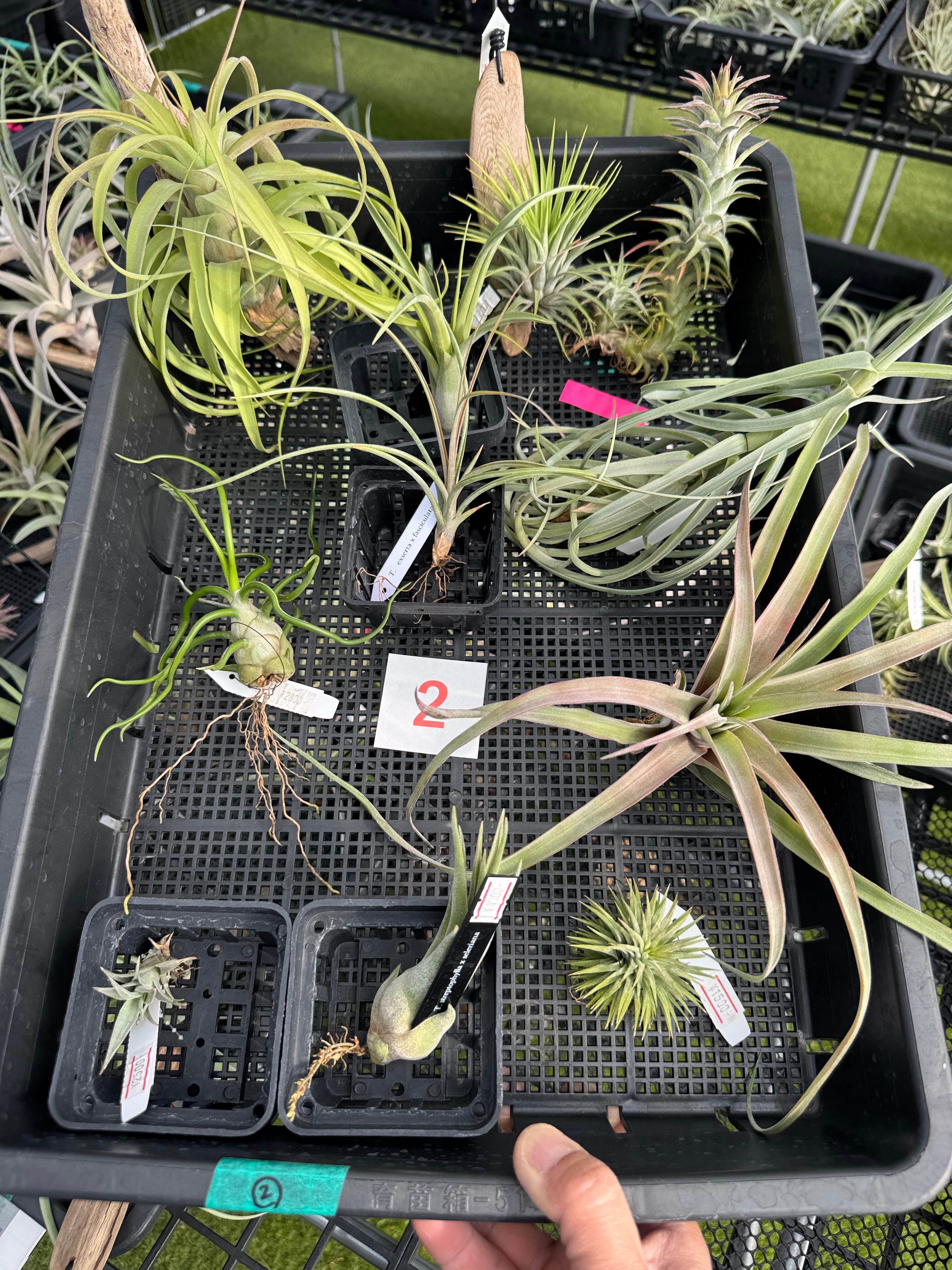 イオナンタ バンハイニンギー バリエガータ ionantha v. van-hyningii