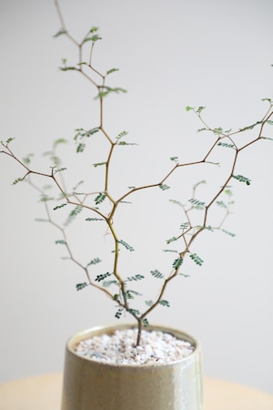 【S】ソフォラ リトルベイビー/Sophora prostrata Little Baby