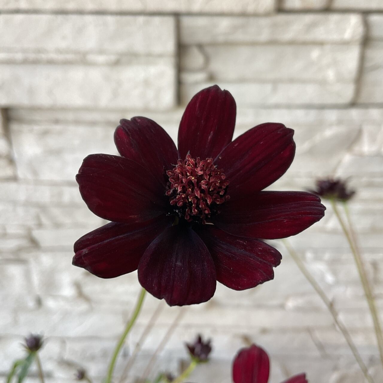 チョコレートコスモス チョカモカ 四季咲き 橋本種苗園
