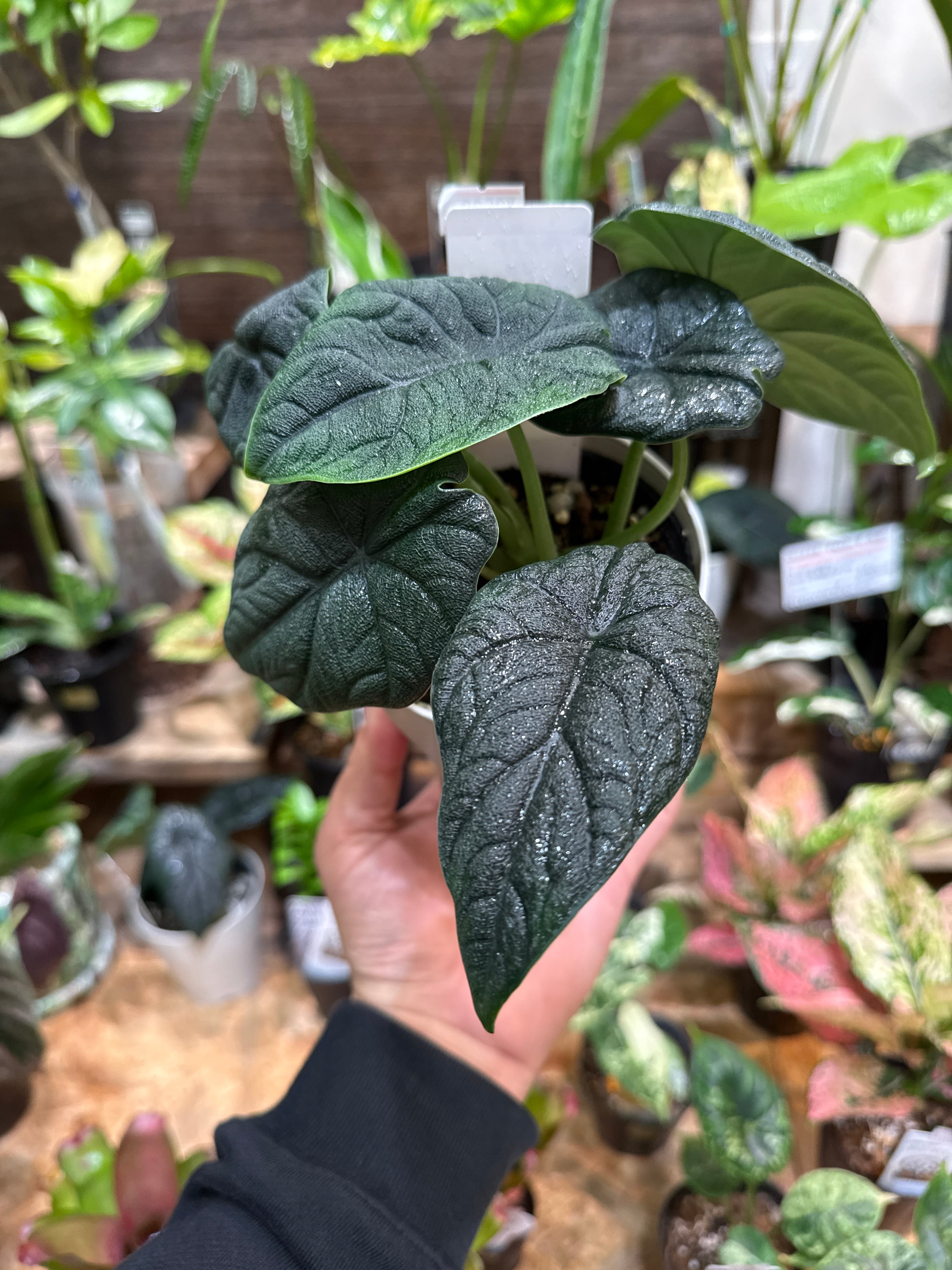 アロカシア シルバードラゴン アルボ 斑入り | Gardenえん 【観葉熱帯