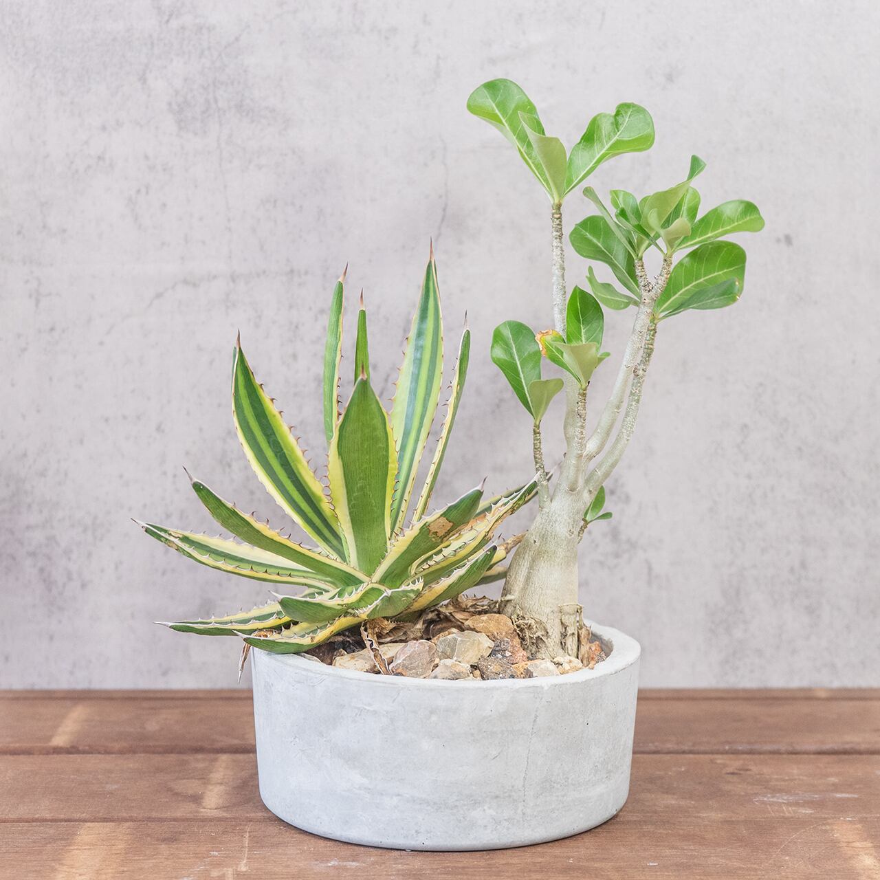 アガベ・五色万代 × アデニウム・オベスム 個性派コンビが生む存在感 手作りモルタル鉢仕立て